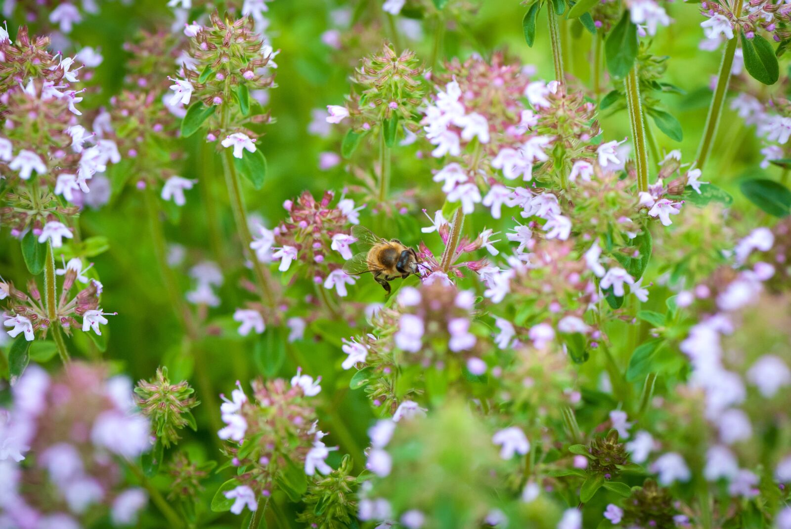 Nikon D80 sample photo. Flower, plant, nature photography
