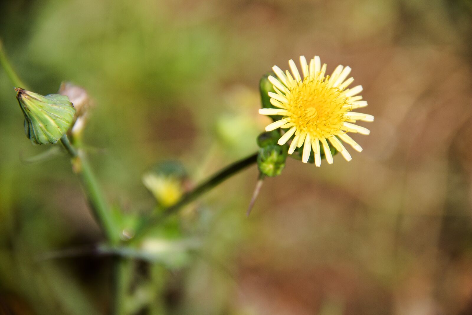 Canon EOS 650D (EOS Rebel T4i / EOS Kiss X6i) sample photo. Field, flower, bloom photography