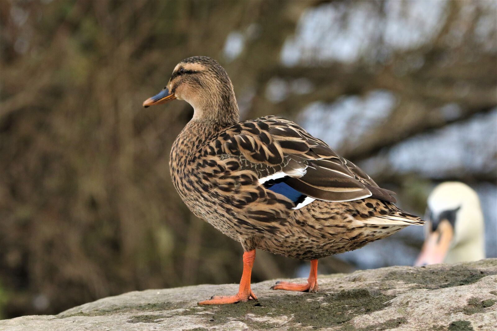 Canon EOS 7D Mark II sample photo. Bird, mallard, animal photography