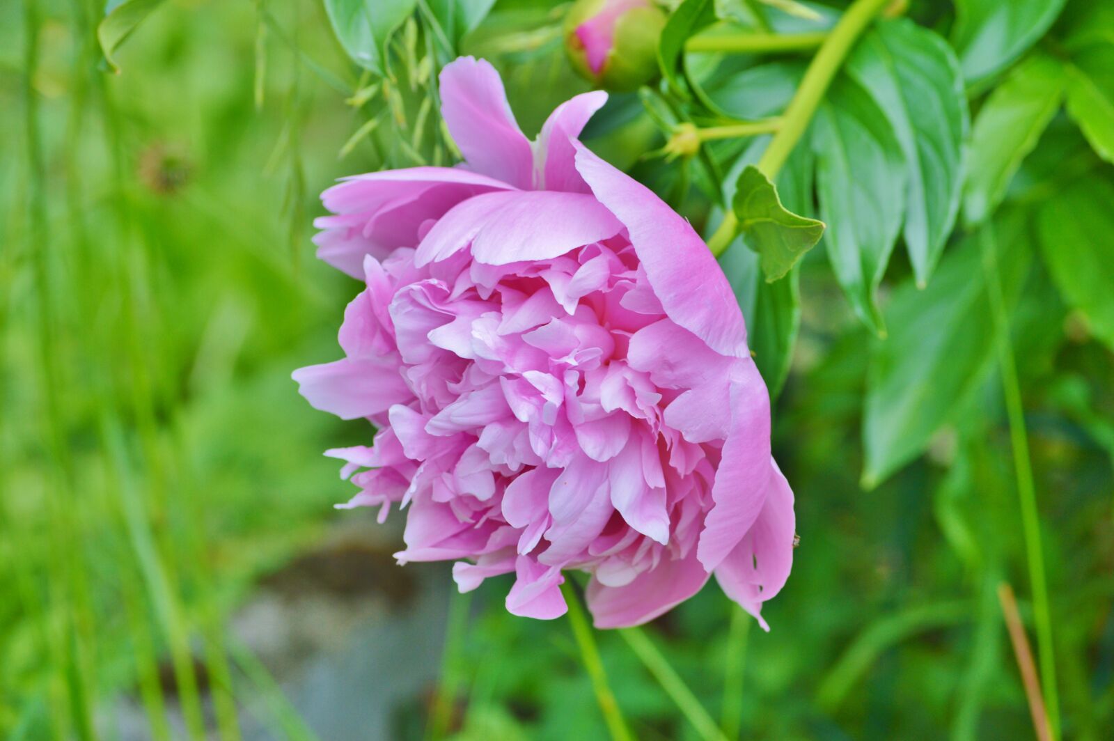 Nikon D3200 sample photo. Peony, flower, flower garden photography