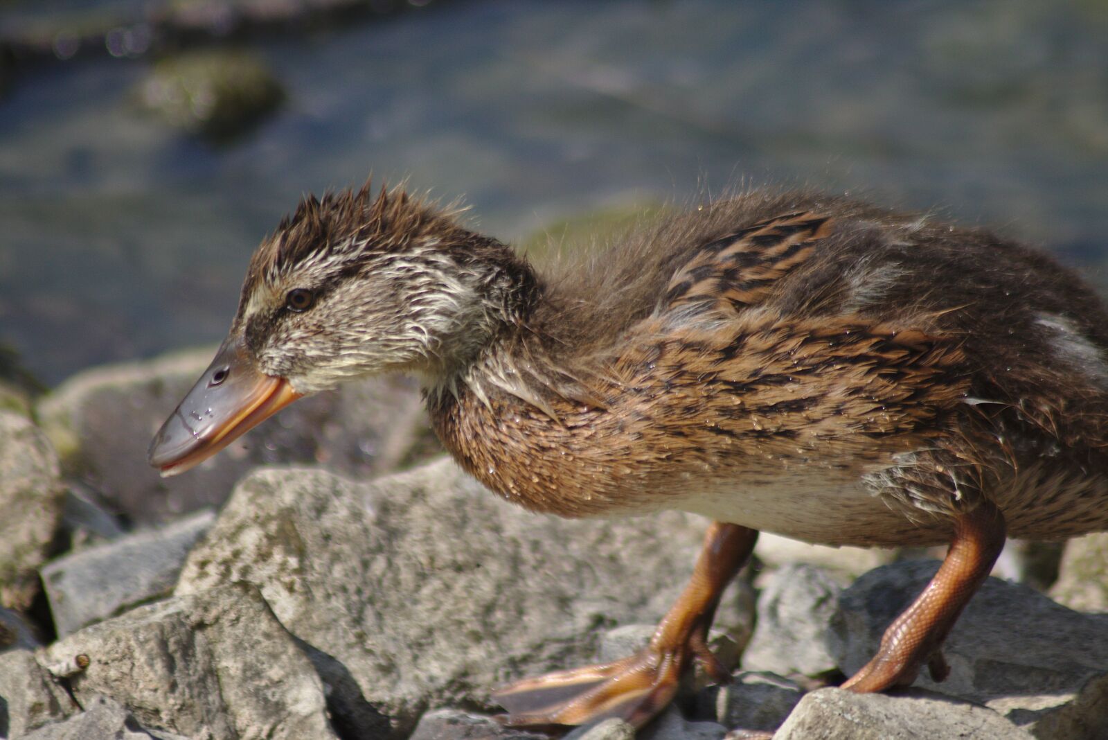 Canon EOS 750D (EOS Rebel T6i / EOS Kiss X8i) sample photo. Duck, chicks, ducklings photography