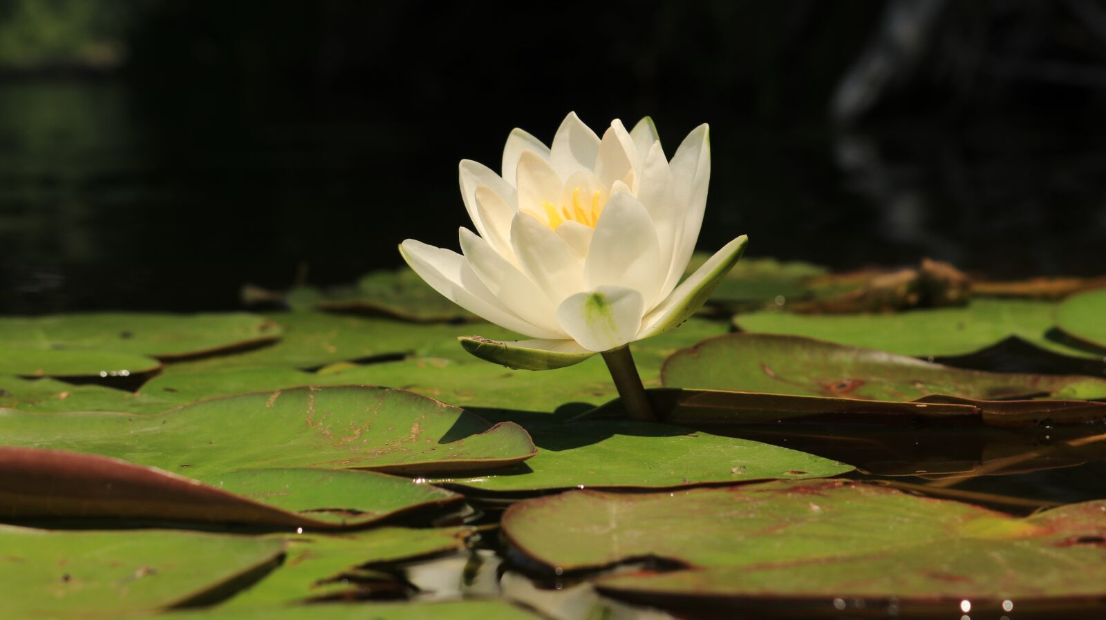 Canon EOS 80D sample photo. Lake, flower, nature photography