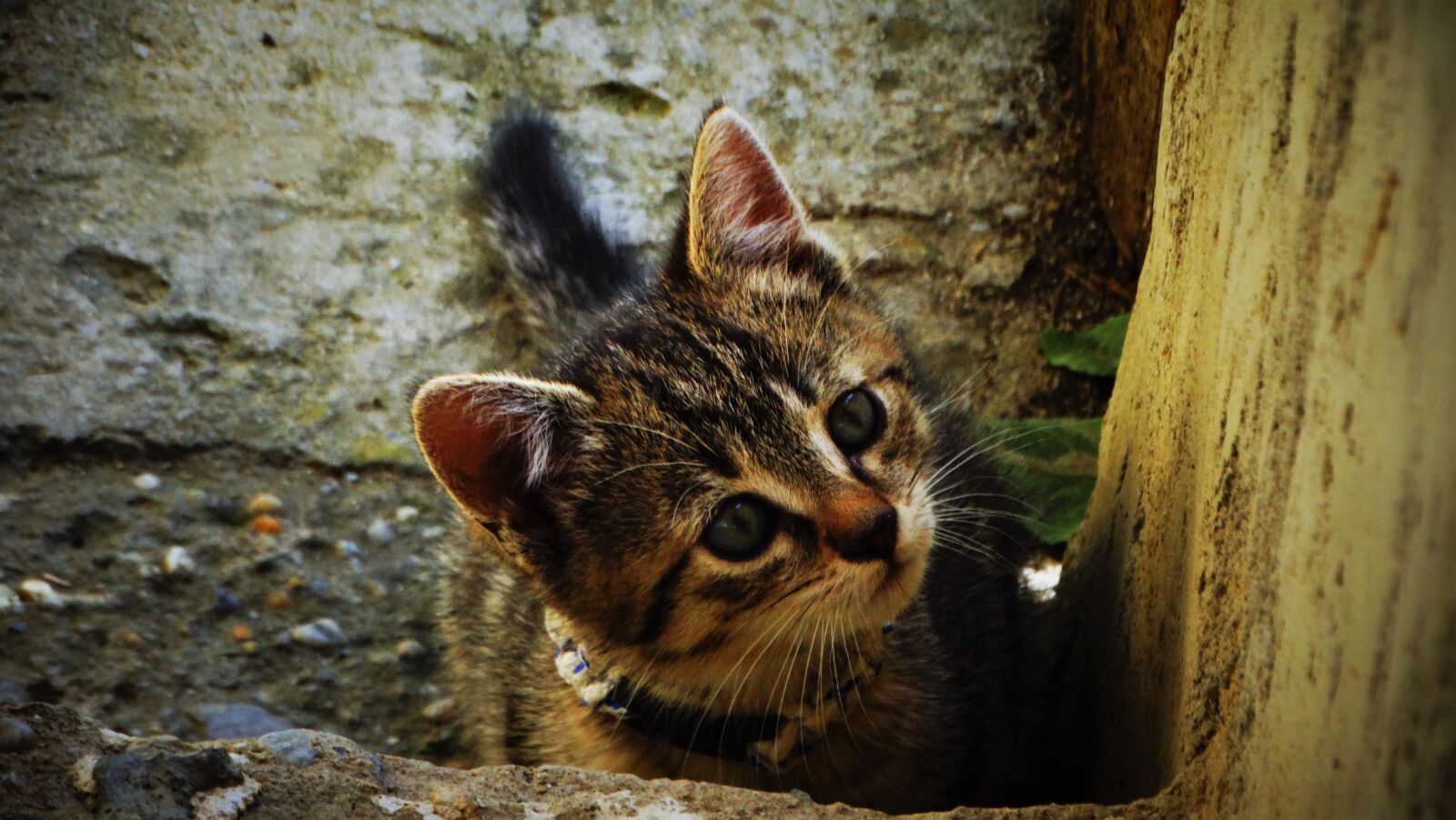 Sony Cyber-shot DSC-HX300 sample photo. Cat, kitten, cute photography