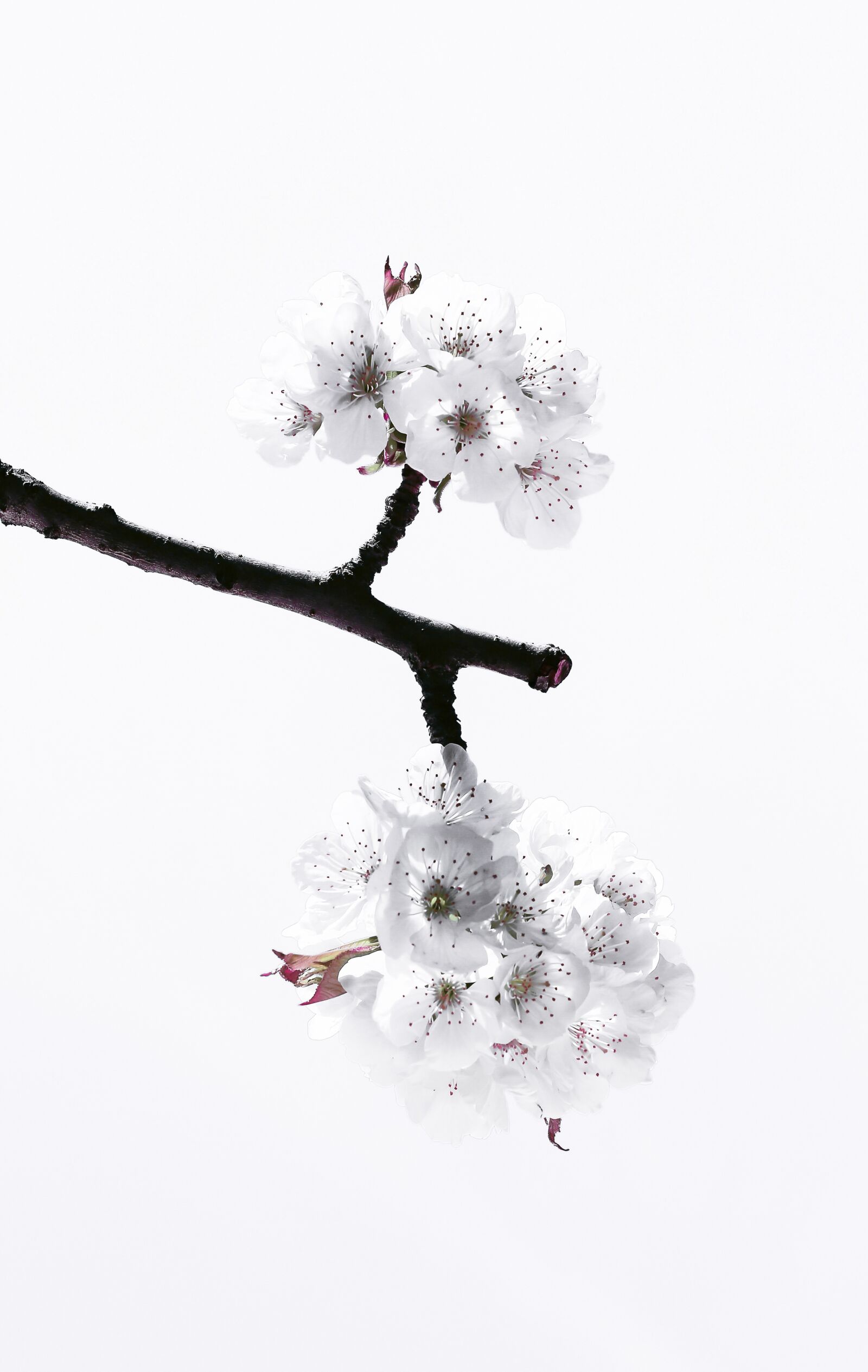 Canon EOS 6D sample photo. Cherry, blossom, spring photography