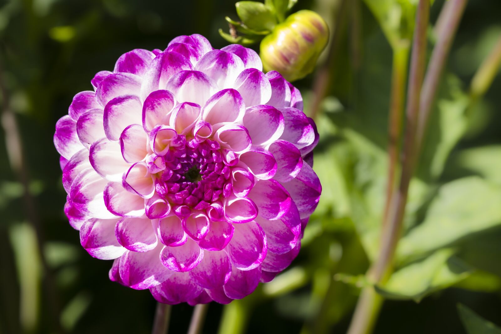 Canon EOS 7D sample photo. Dahlia, blossom, bloom photography