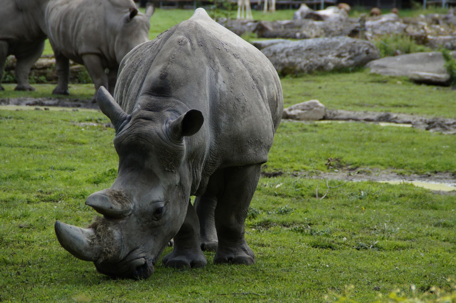 Sony SLT-A58 sample photo. Rhino, close up, pachyderm photography