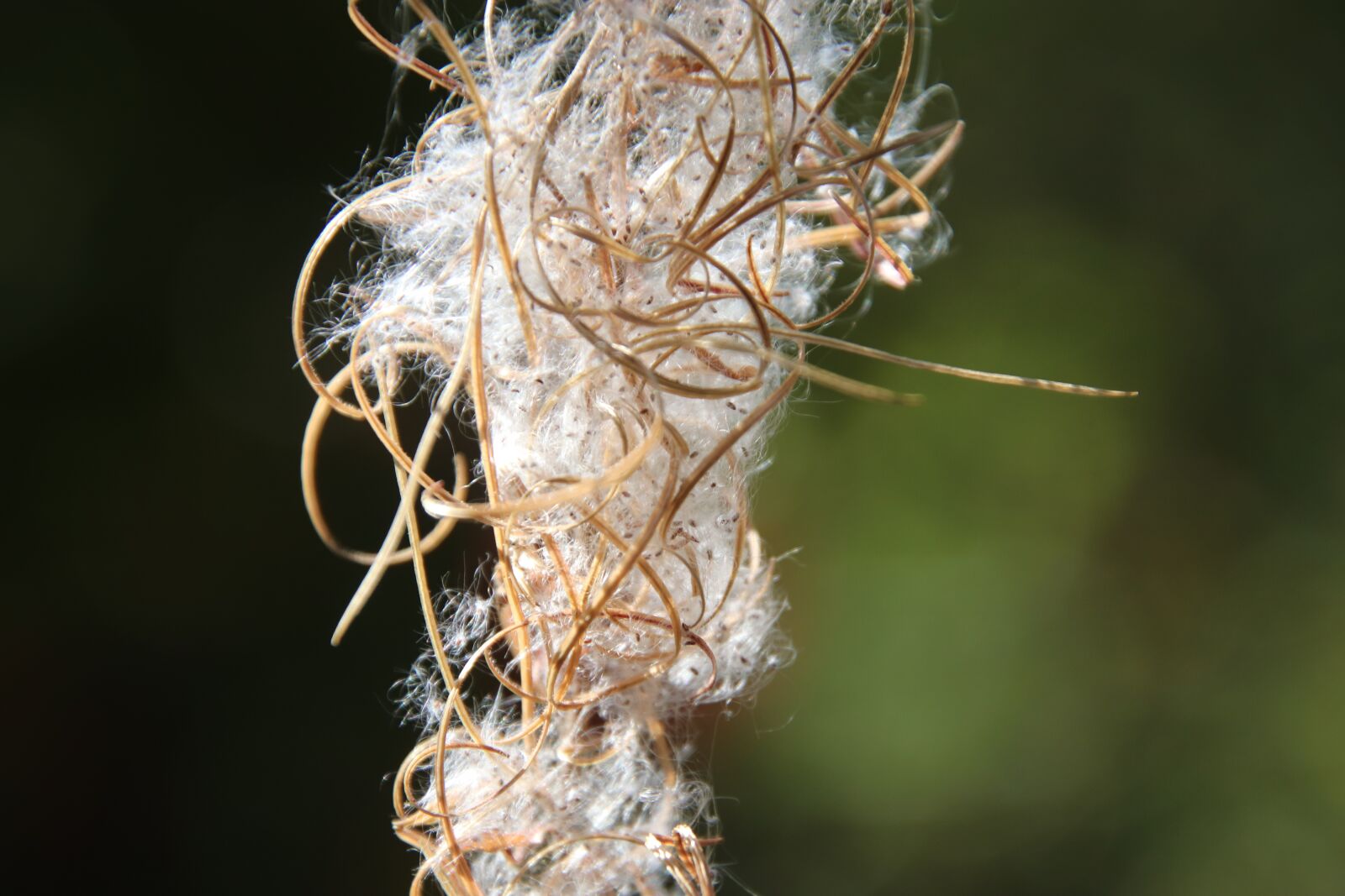 Canon EOS 800D (EOS Rebel T7i / EOS Kiss X9i) sample photo. Plants, dried, nature photography