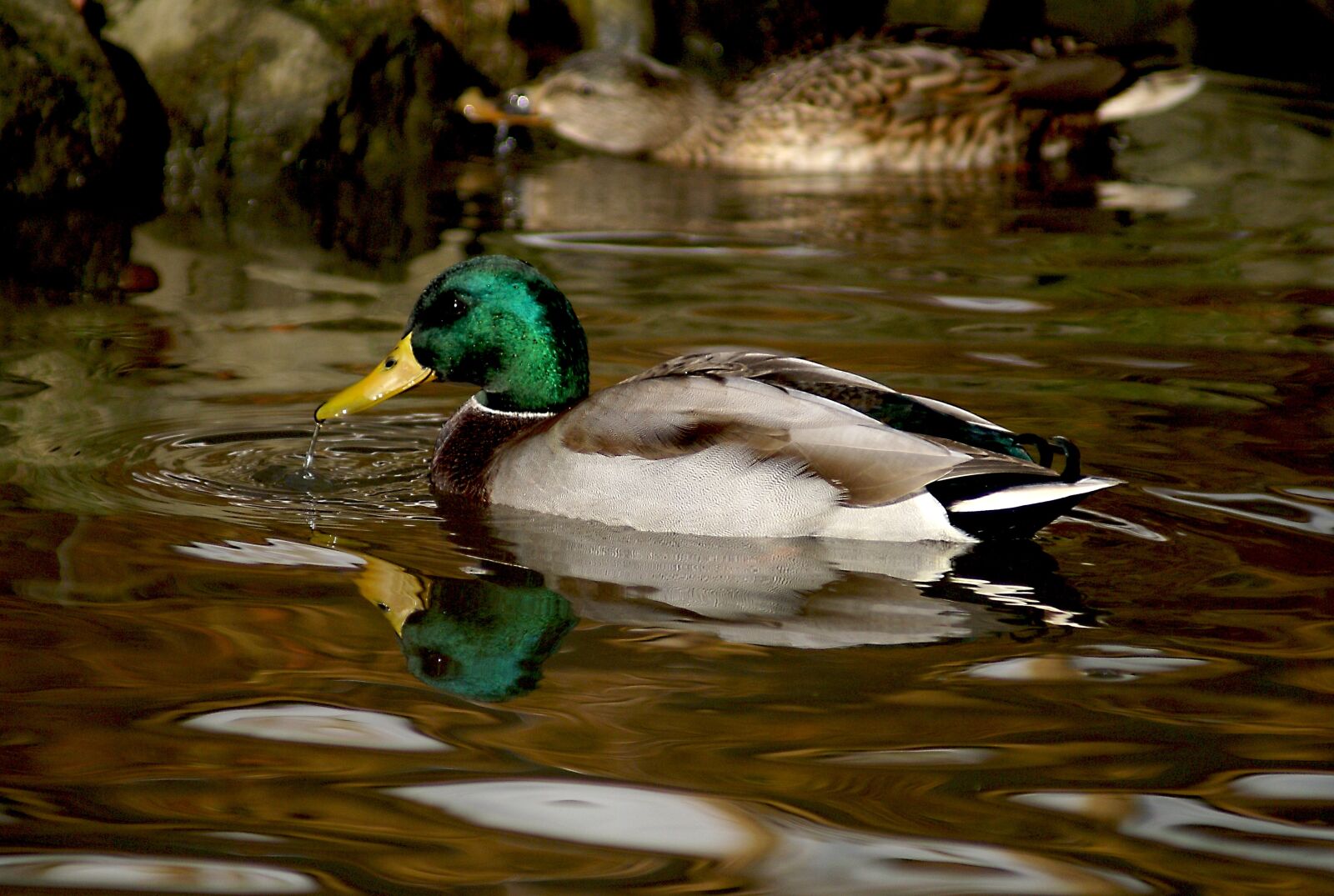 Sony Alpha DSLR-A100 sample photo. Duck, crossword, wild ducks photography