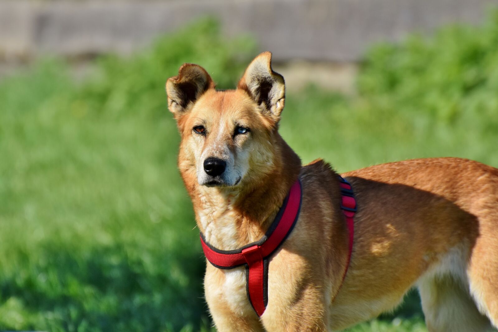 Nikon D7200 sample photo. Dog, hybrid, pet photography
