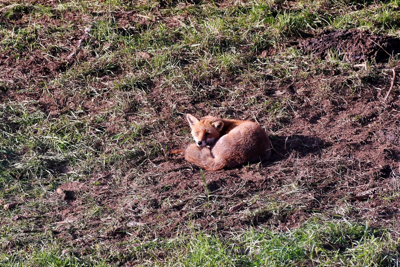 Nikon D500 sample photo. Fox, lying, on photography
