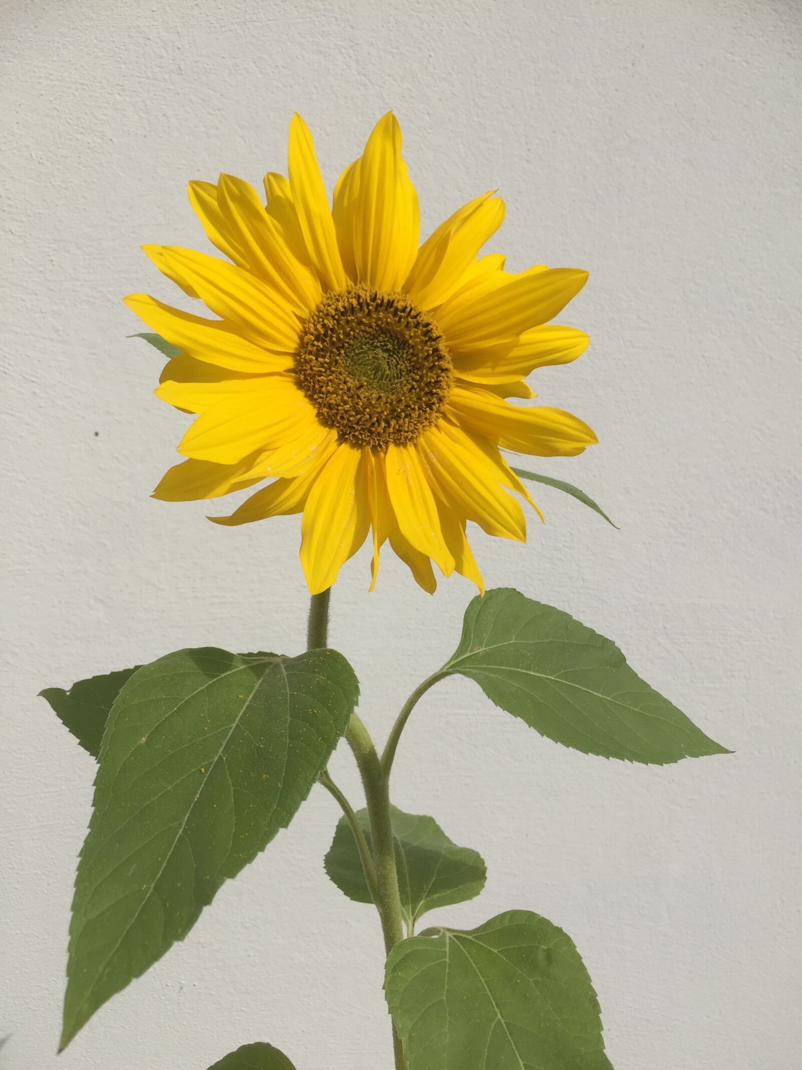 iPhone 6 back camera 4.15mm f/2.2 sample photo. Sunflower, flower, plant photography