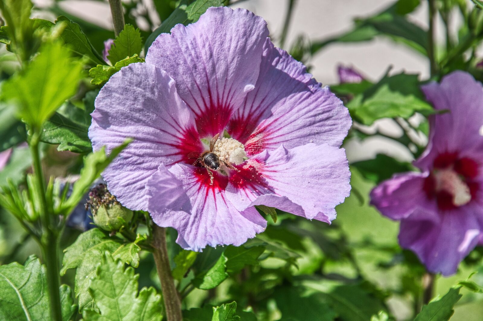 Nikon D5000 sample photo. Hibiscus, bush, pollen photography