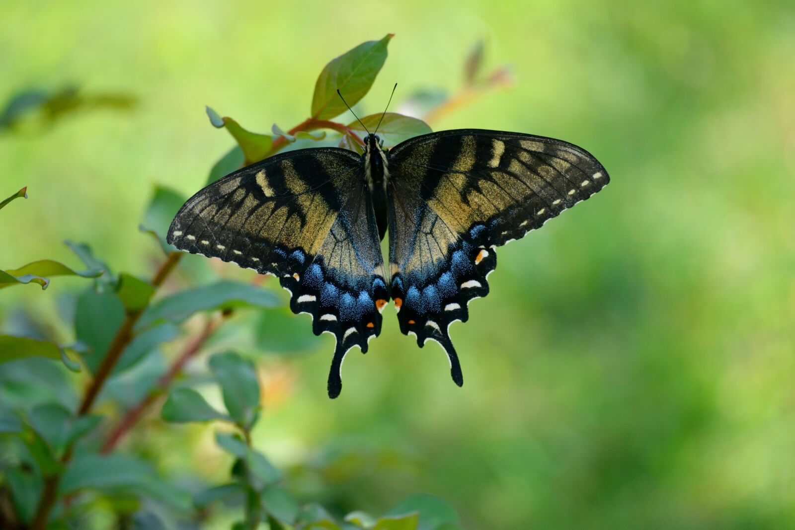 Nikon D3300 sample photo. Swallowtail butterfly, color, insect photography