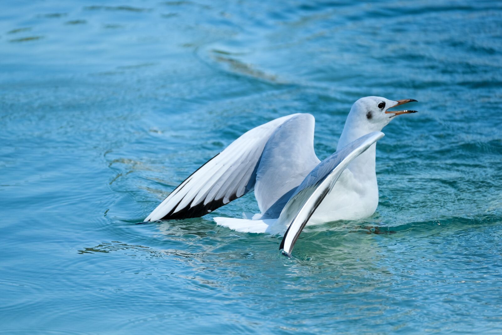 Fujifilm X-T3 sample photo. Seagull, animal, bird photography