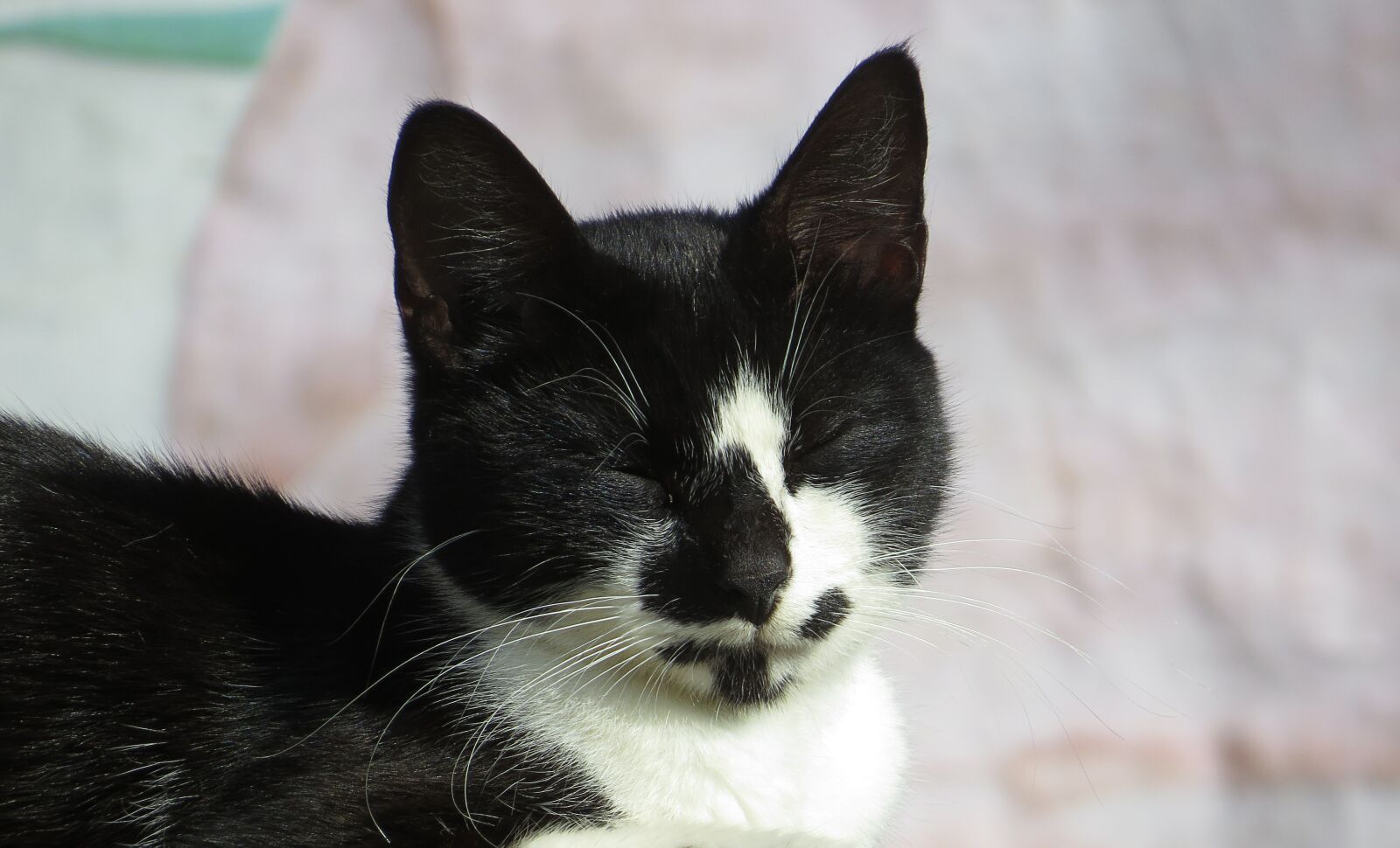 Canon PowerShot SX50 HS sample photo. Cat, feline, head photography