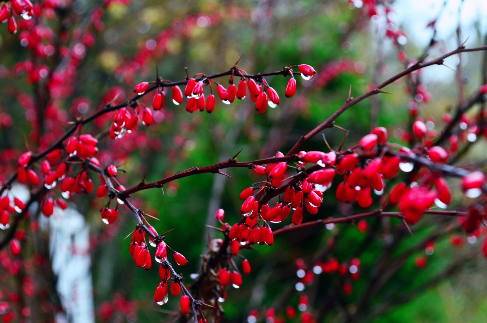 Nikon D5100 sample photo. Plant, dew, red photography