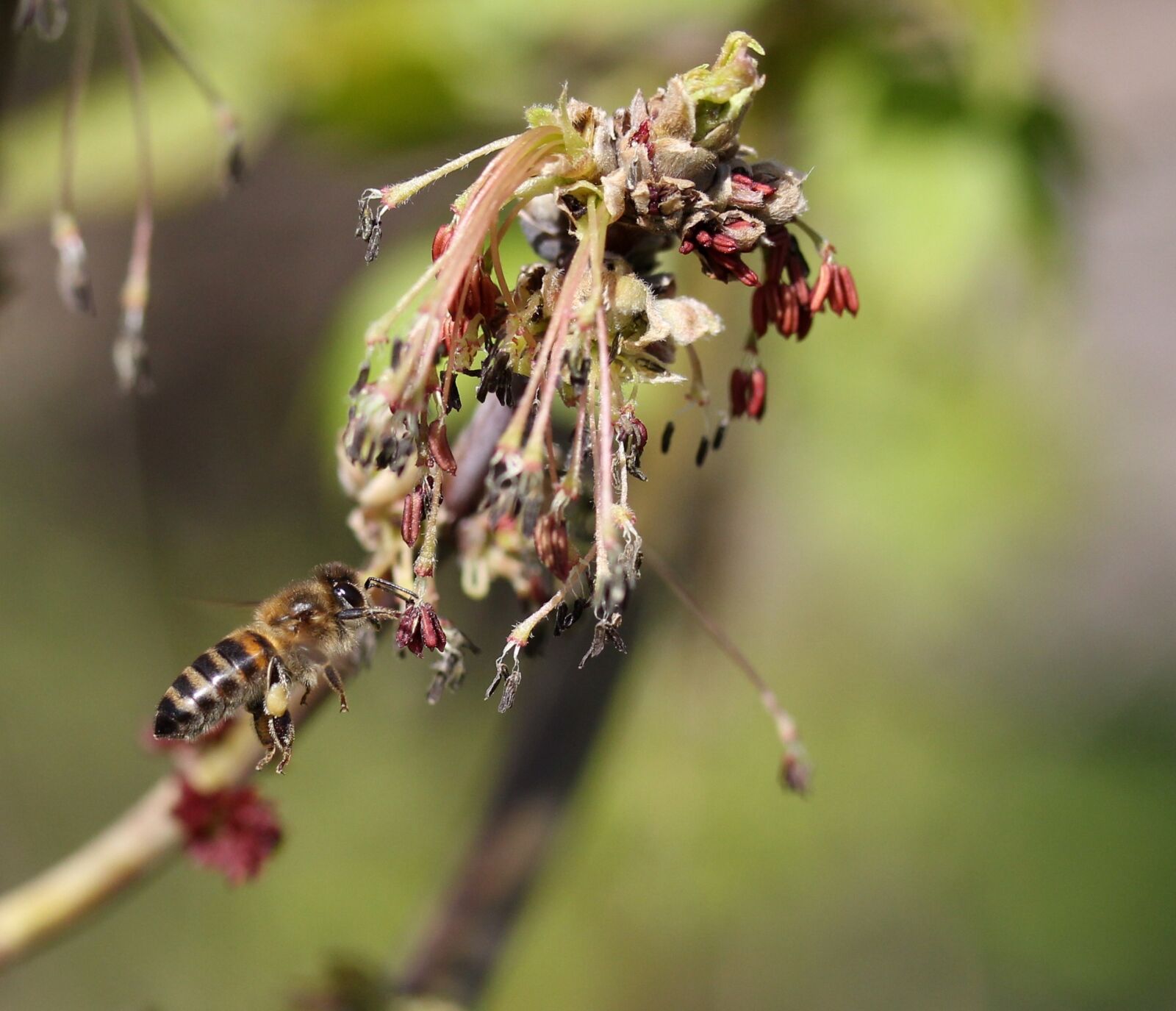 Canon EF-S 60mm F2.8 Macro USM sample photo. Bee, flight, pollination photography