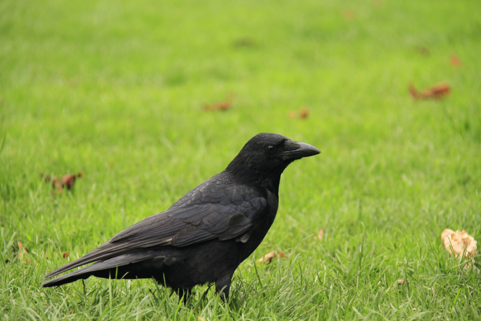 Canon EOS 7D sample photo. Crow, lawn, raven photography