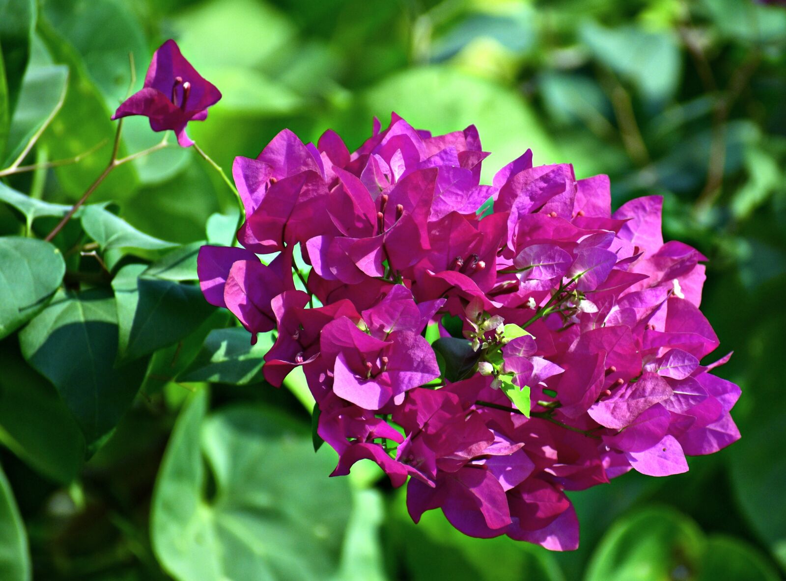 Nikon D5600 sample photo. Bougainvillea, bloom, pink photography
