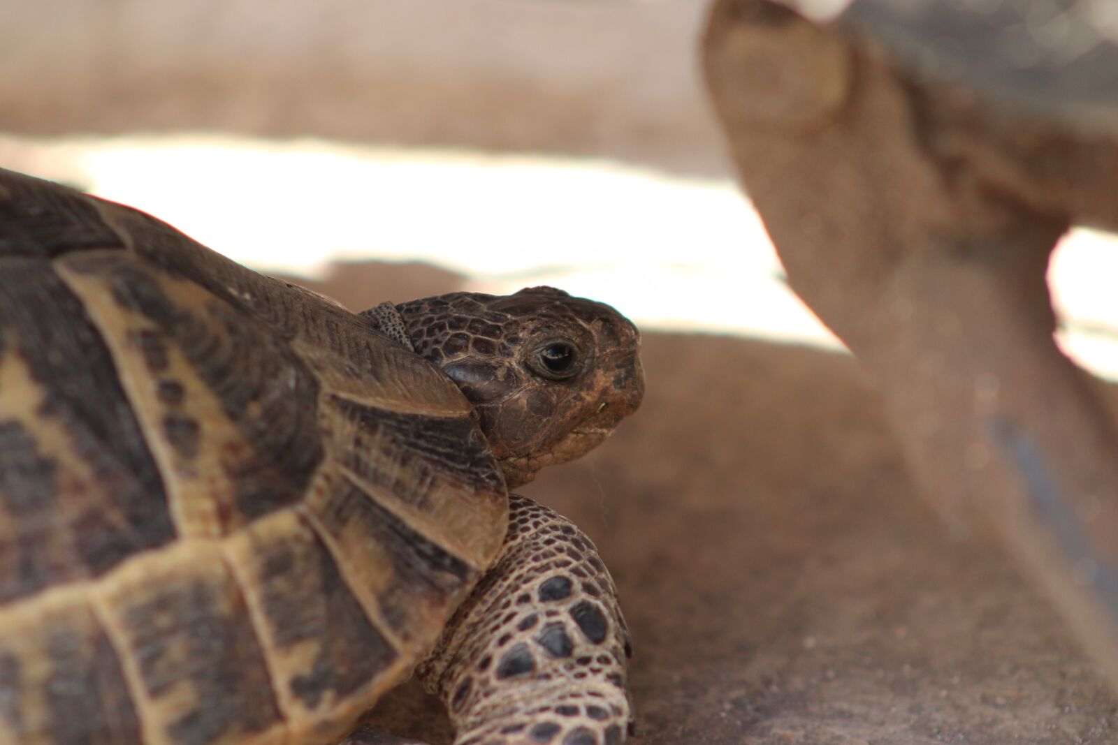 Canon EF 75-300mm f/4-5.6 USM sample photo. Tortoise, animal, natural photography