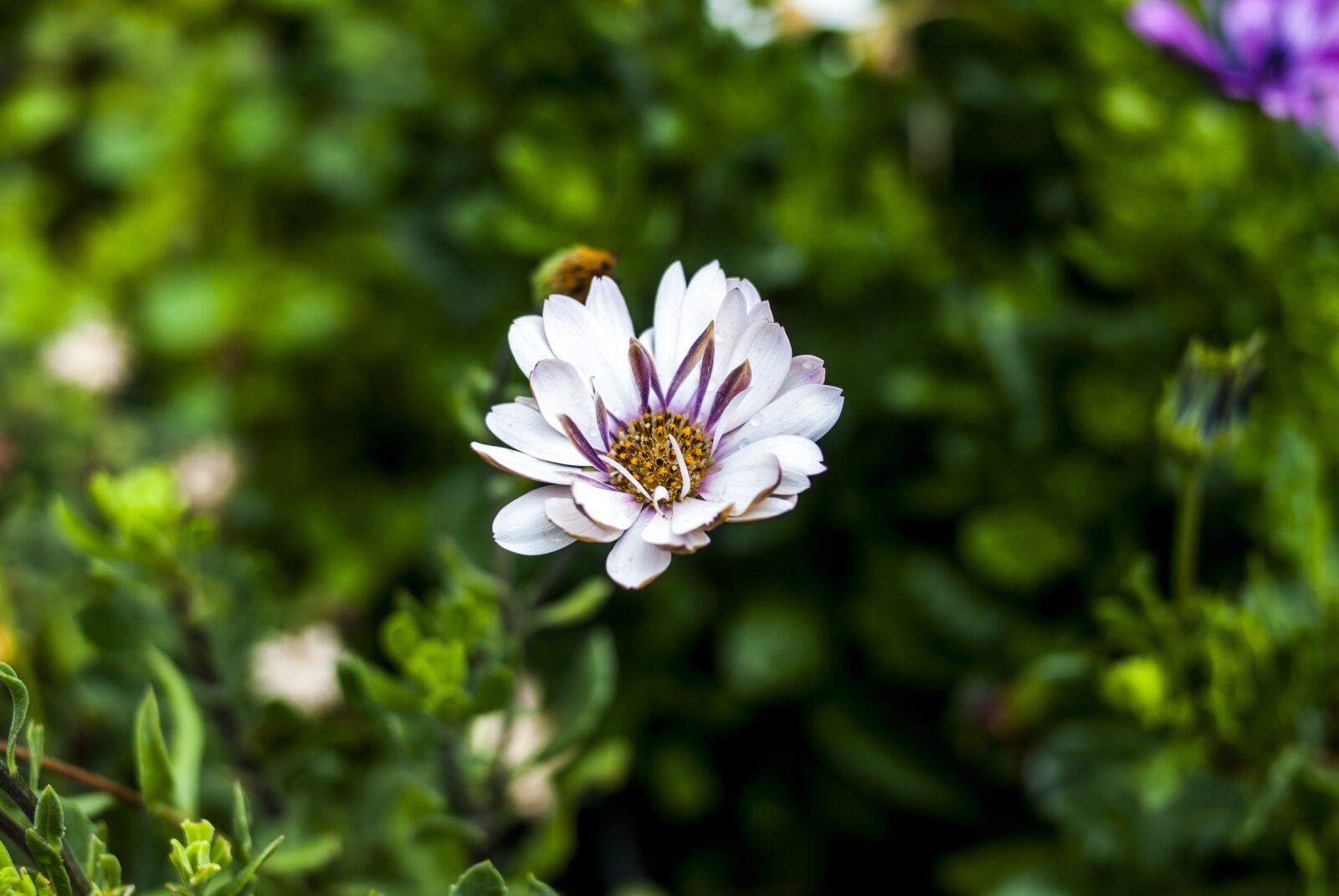 Nikon D60 sample photo. Flower, nature, plant photography