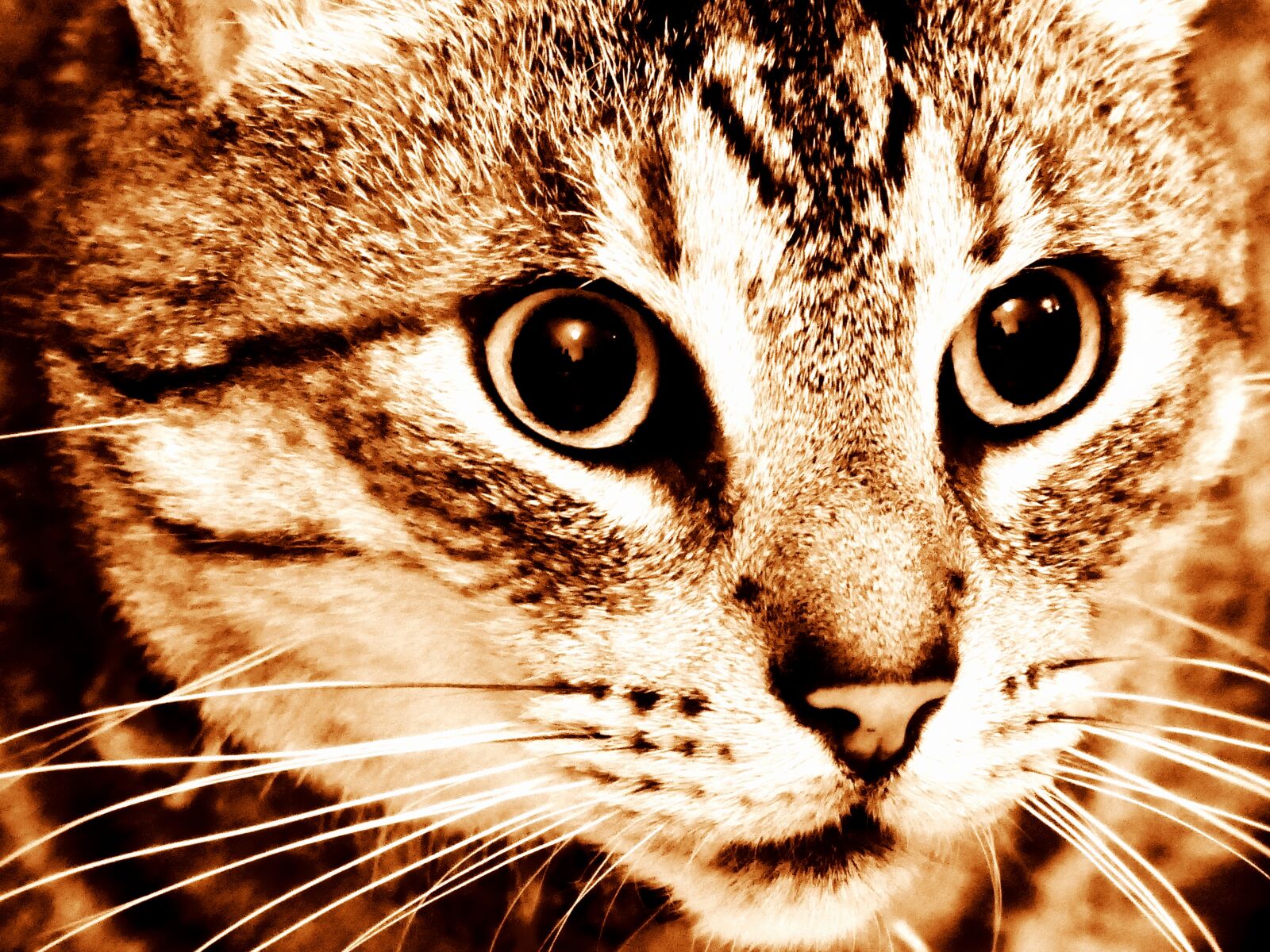 Panasonic Lumix DMC-FZ1000 sample photo. Cat, mackerel, tiger cat photography