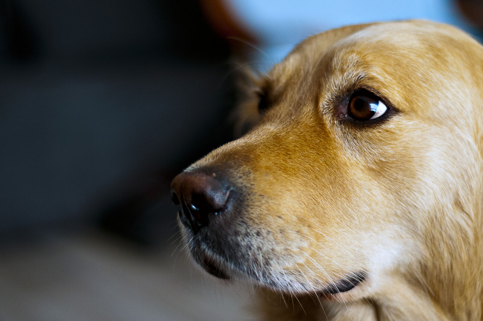 Nikon D300S + Nikon AF Nikkor 50mm F1.8D sample photo. Animal, dog, golden, retriever photography