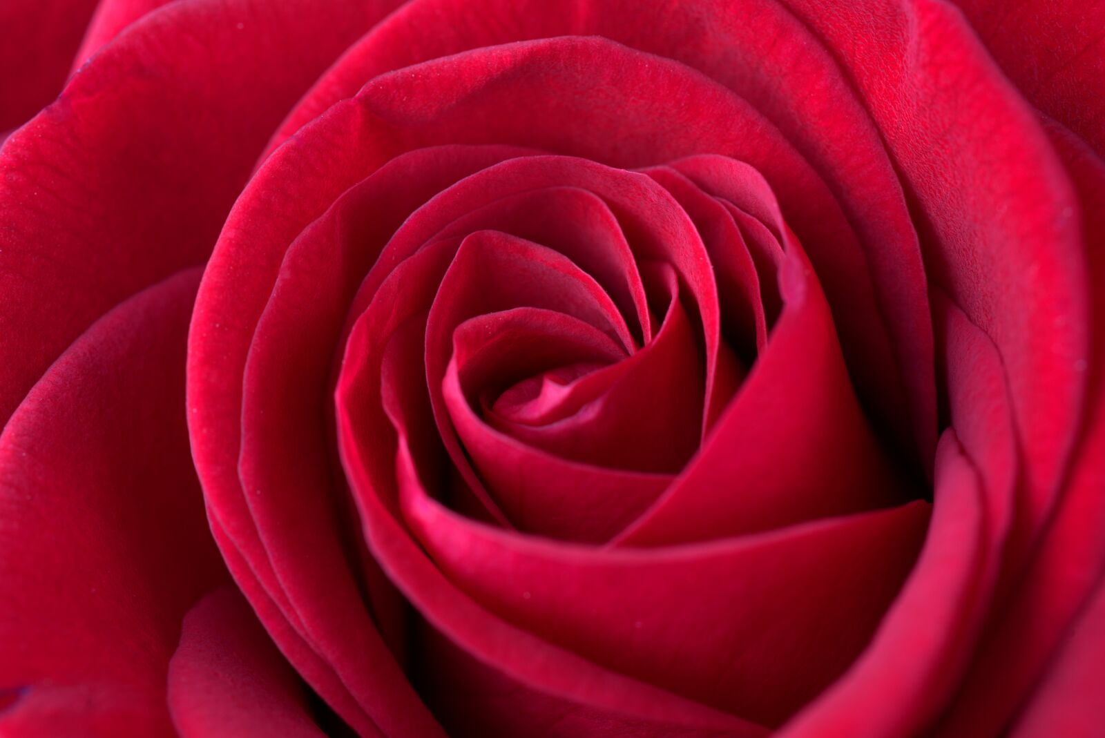 Sony FE 50mm F2.8 Macro sample photo. Rose, red, love photography