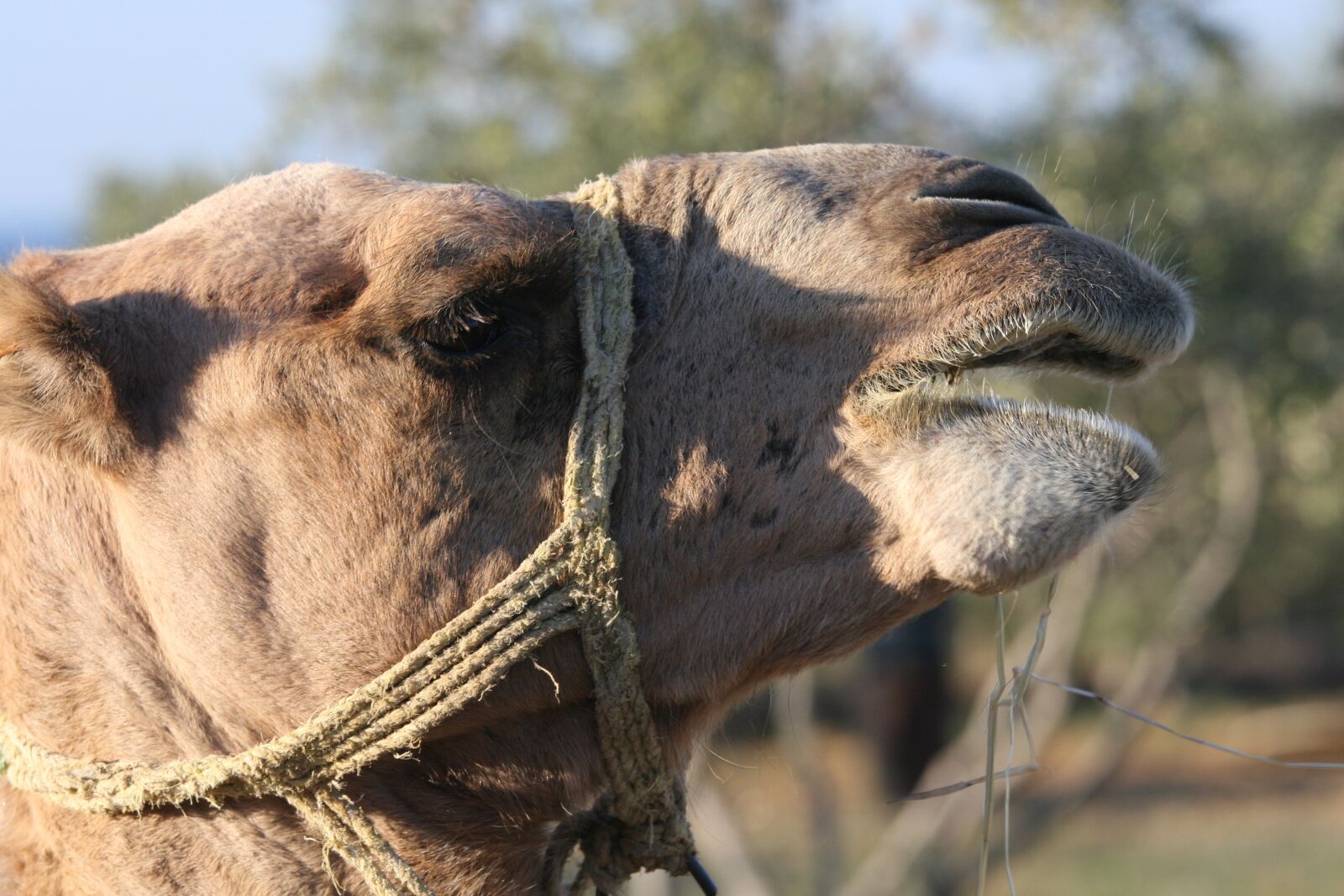 Canon EOS 30D sample photo. Camel, animal, close-up photography