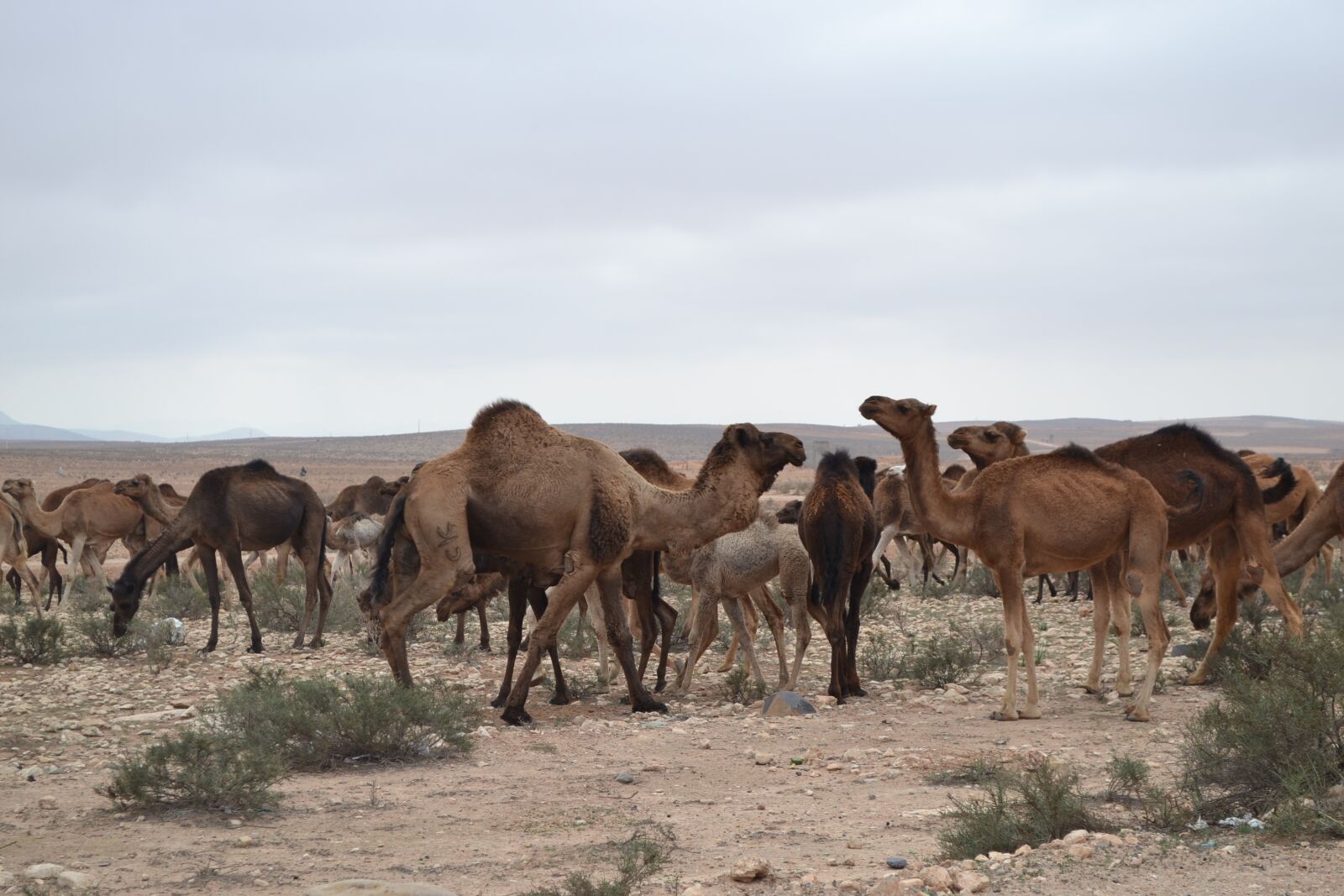 Nikon D3100 sample photo. Camels, herd, desert photography