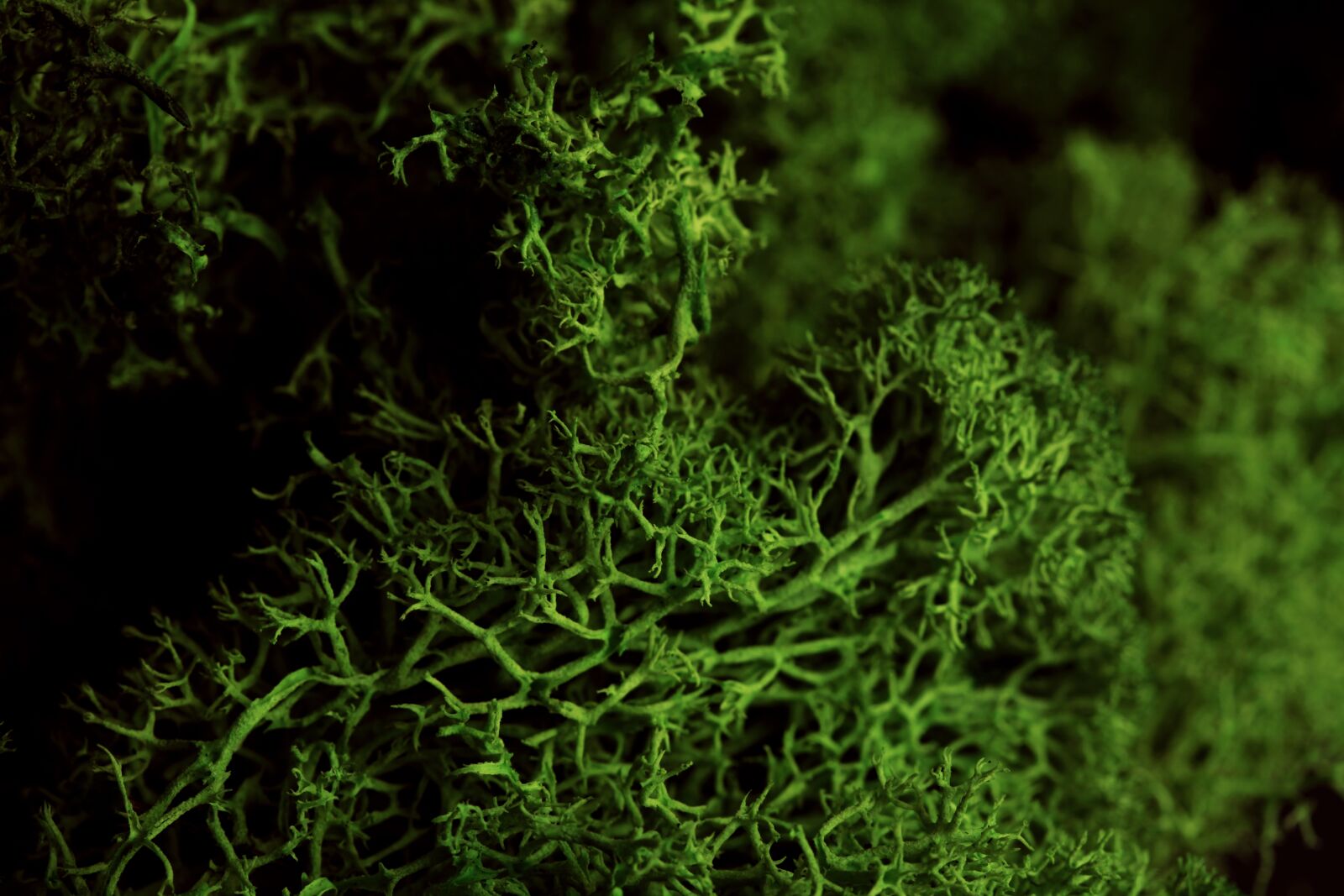 Canon EOS 5D Mark II sample photo. Moss, mosses, vegetation photography
