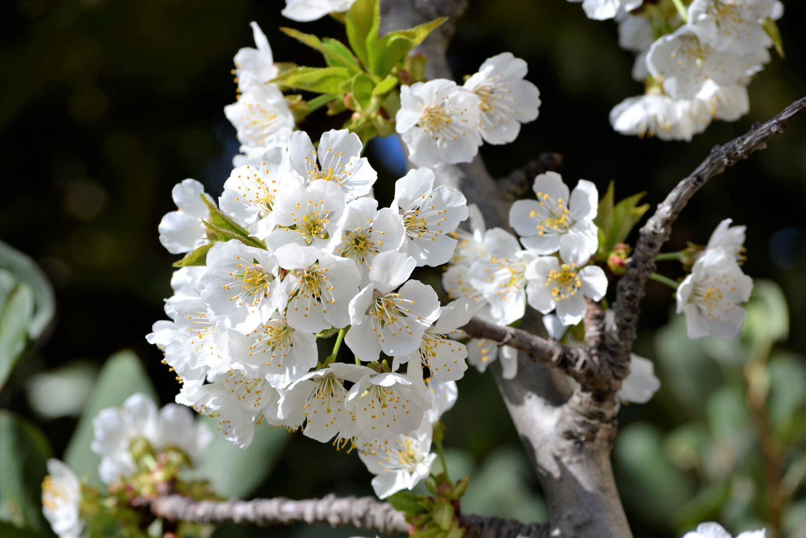 Nikon D3100 sample photo. Cherry, spring, flowers photography