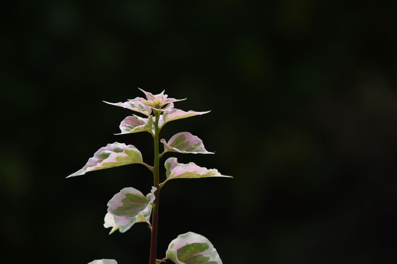 Nikon D7200 sample photo. Black background, beautiful leaves photography