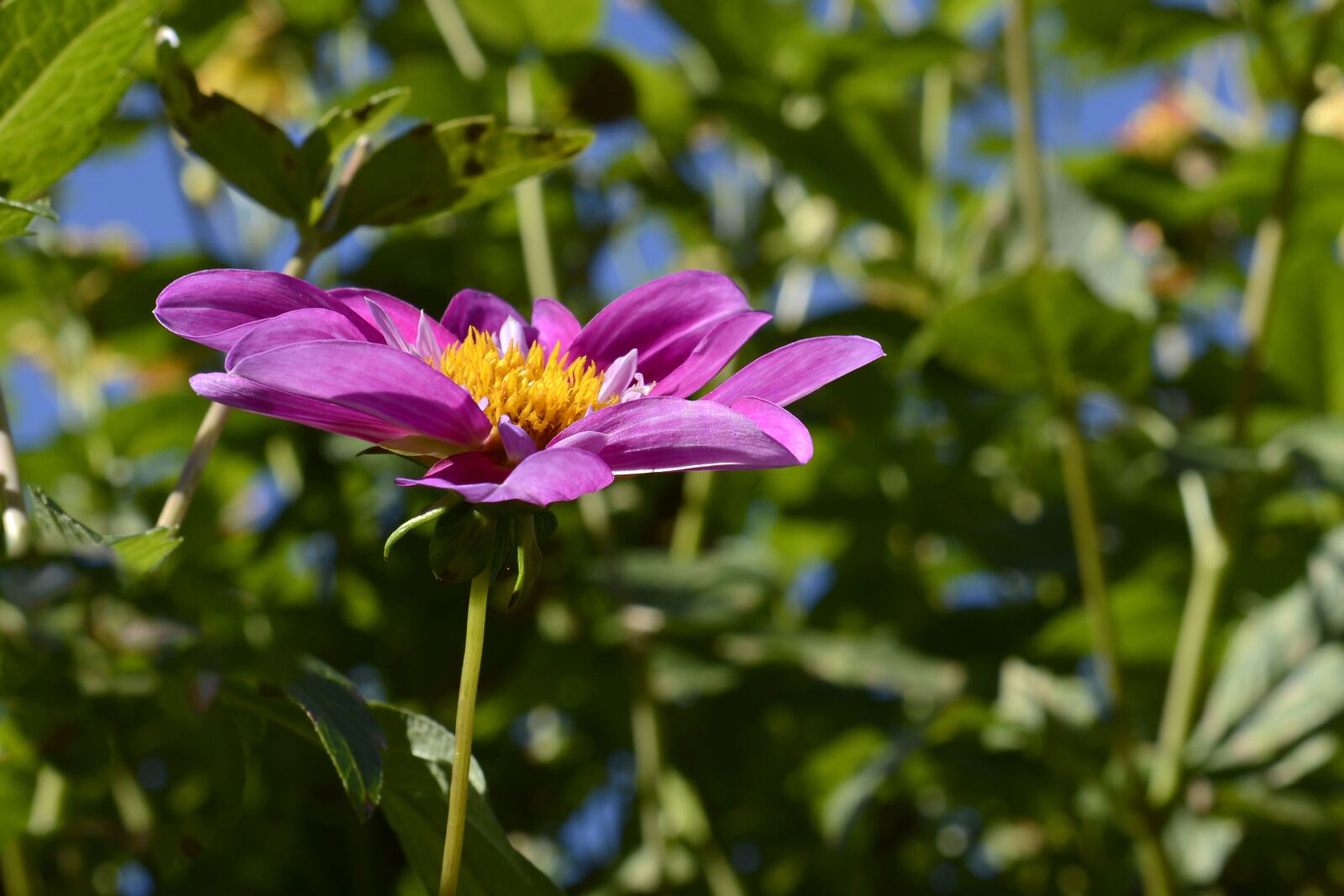 Nikon D7100 sample photo. Cosmos, blossom, bloom photography