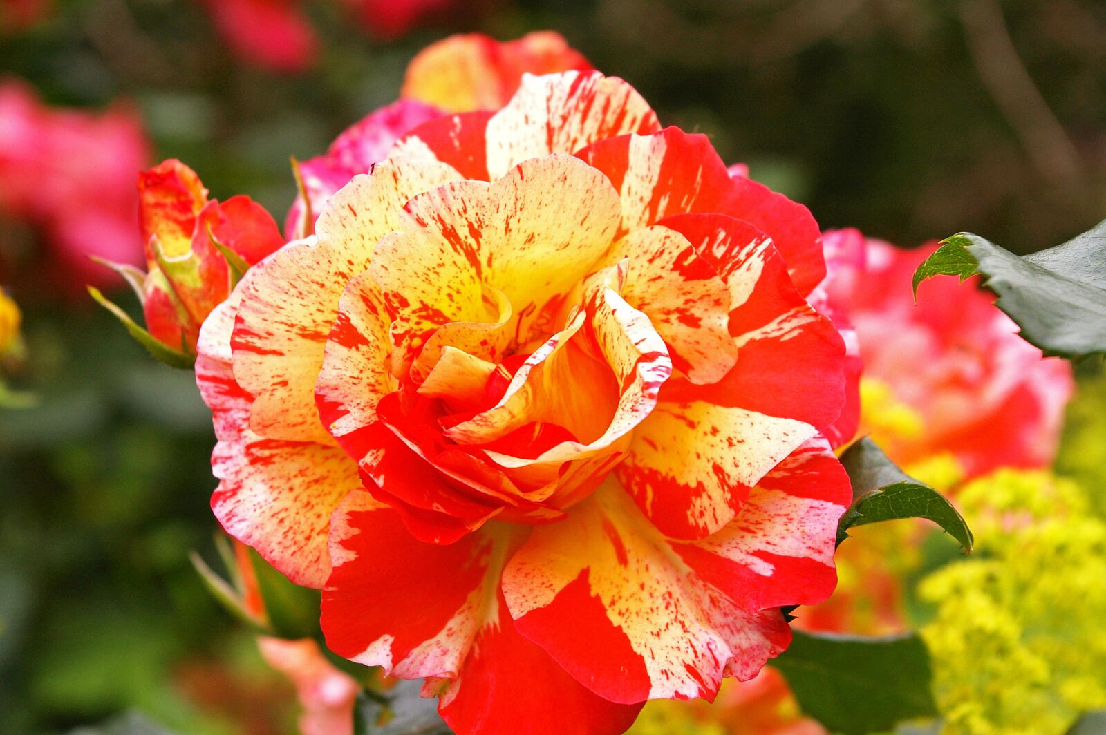 Pentax *ist DL2 sample photo. Painter rose, bicolor rose photography
