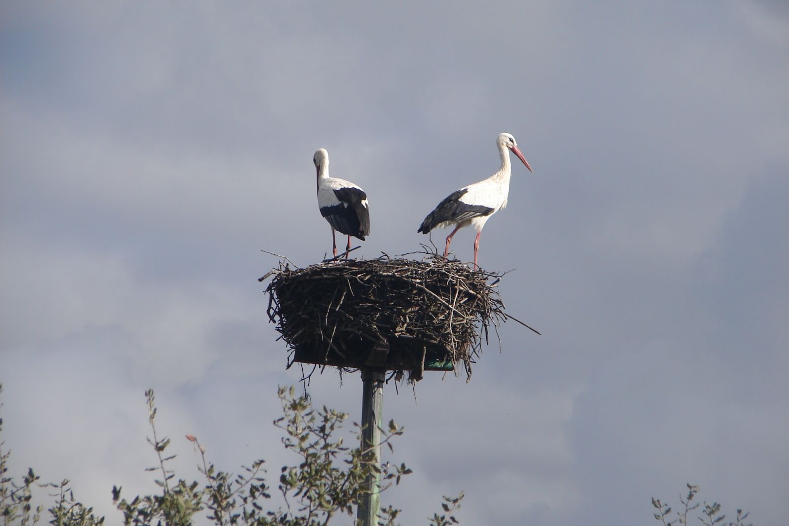 Sony DSC-H1 sample photo. Nest, birds, stork photography