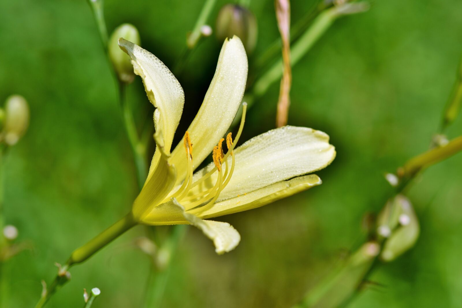 Nikon D7200 sample photo. Lily, blossom, bloom photography