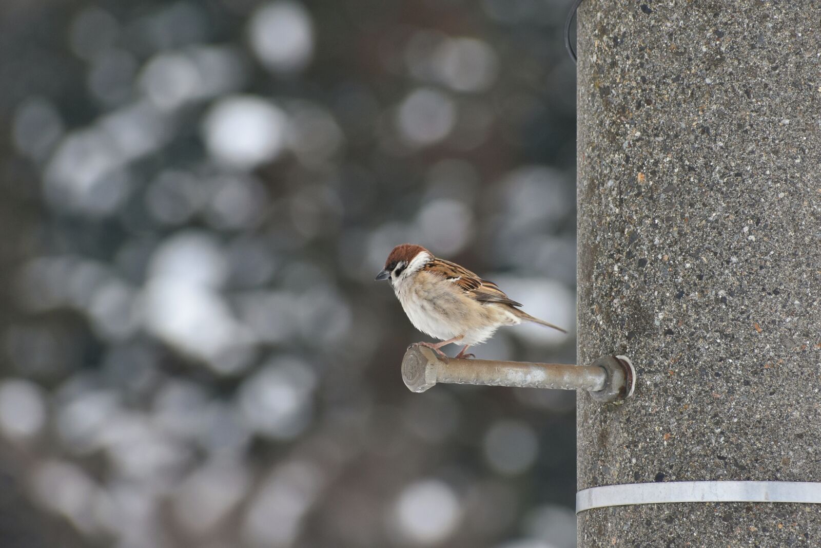 Nikon D7200 sample photo. Animal, bird, little bird photography