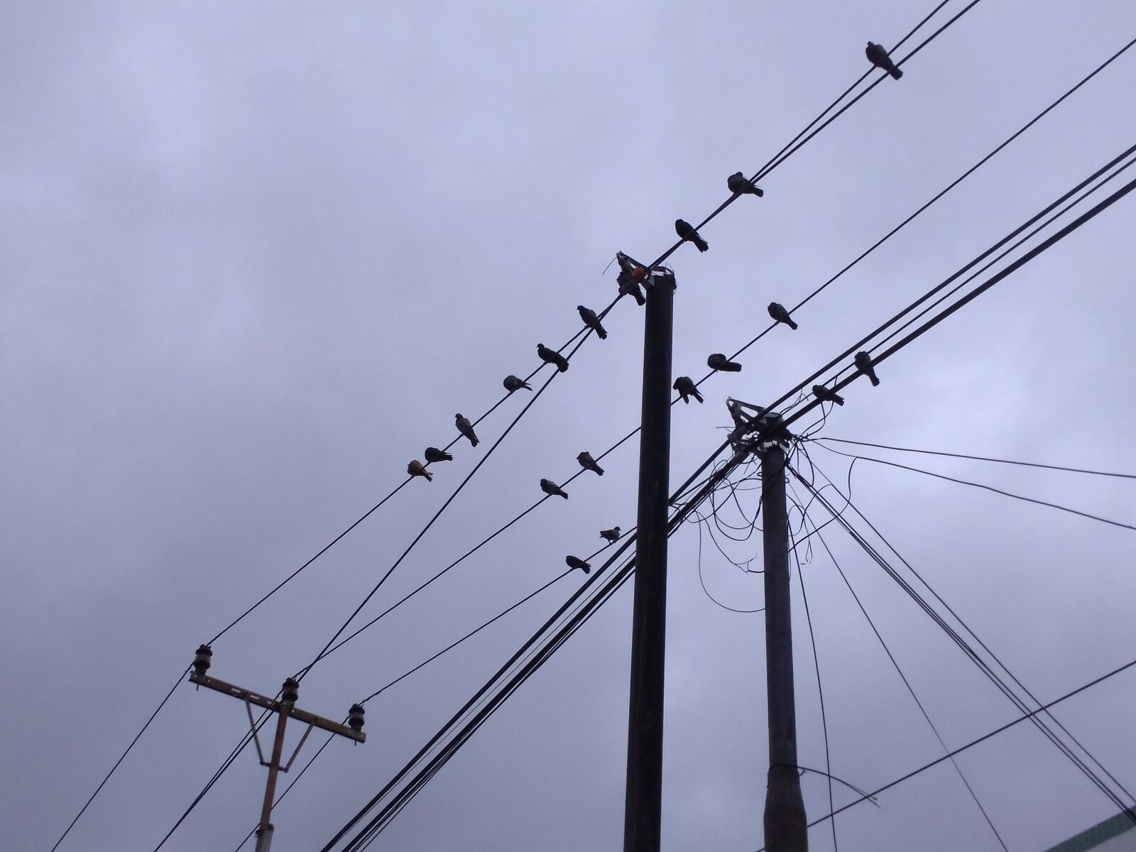 Xiaomi Redmi 4A sample photo. Birds, perch, electric cable photography