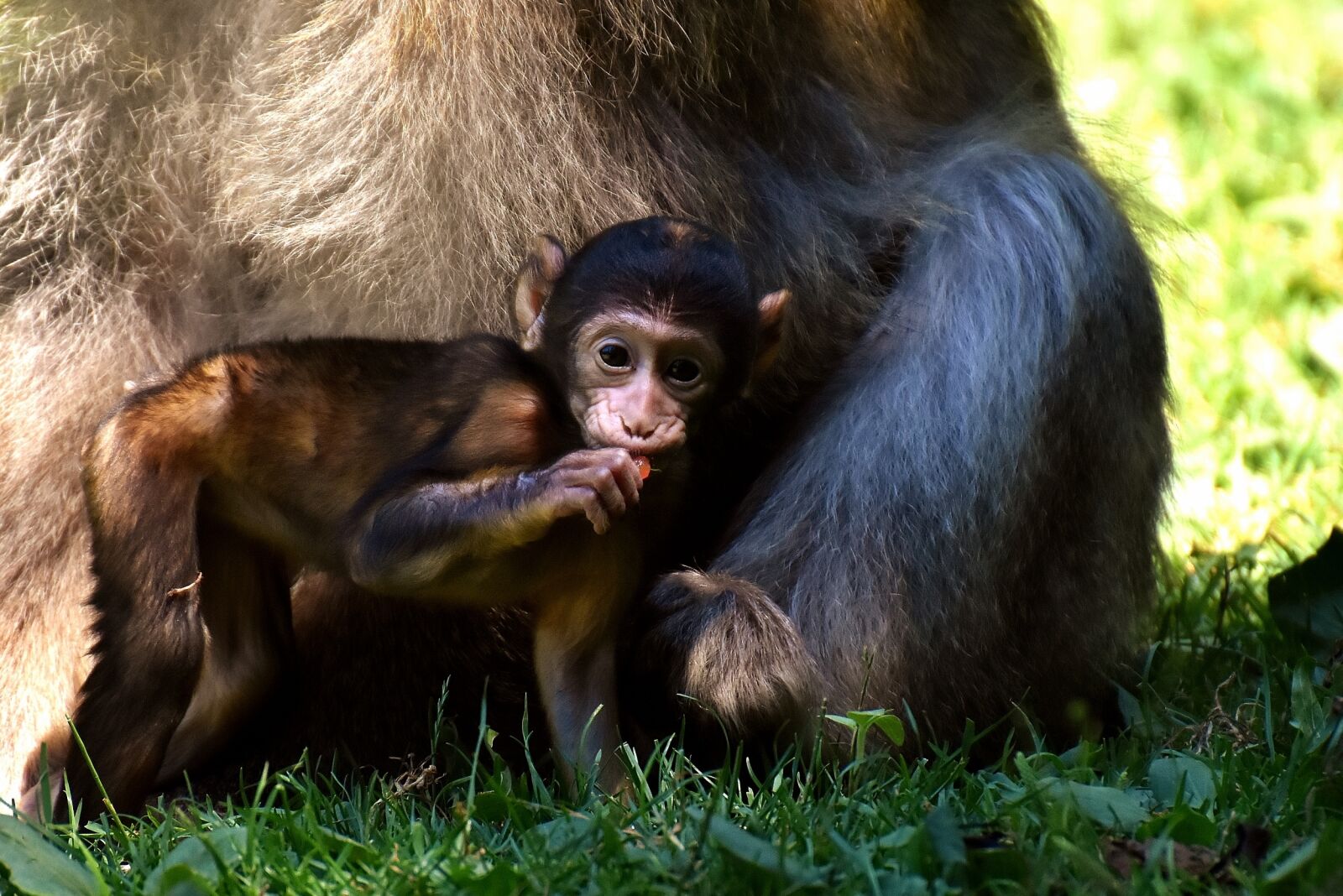 Nikon D7200 sample photo. Ape, baby monkey, curious photography