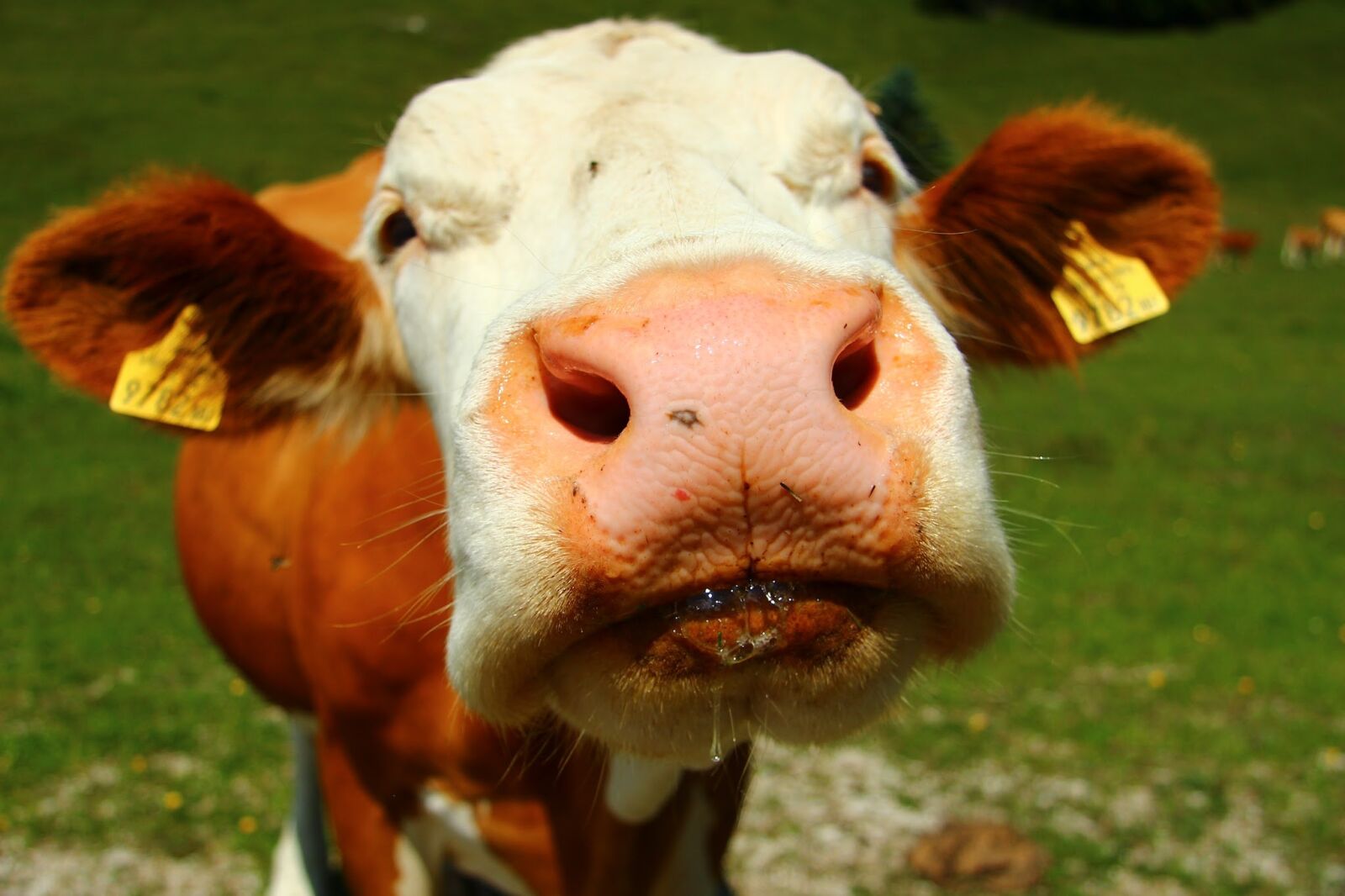 Canon EF-S 17-85mm F4-5.6 IS USM sample photo. Cow, animal, nose photography