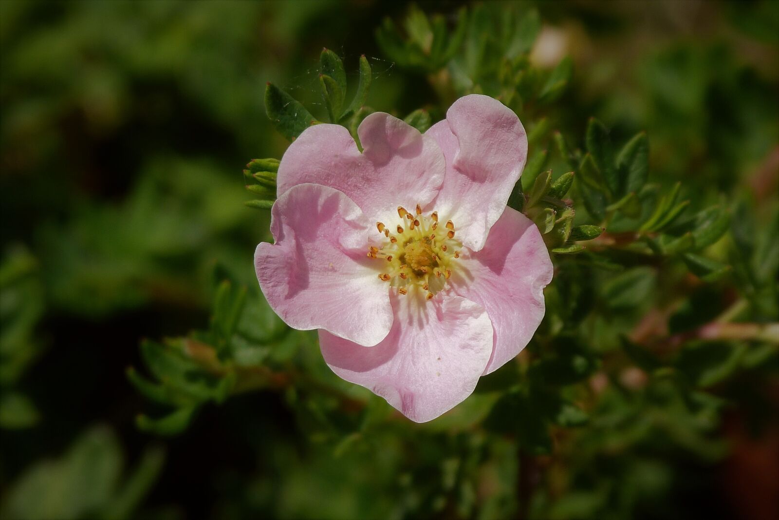 Panasonic Lumix DMC-FZ40 (Lumix DMC-FZ45) sample photo. Potentilla, shrub, pink photography