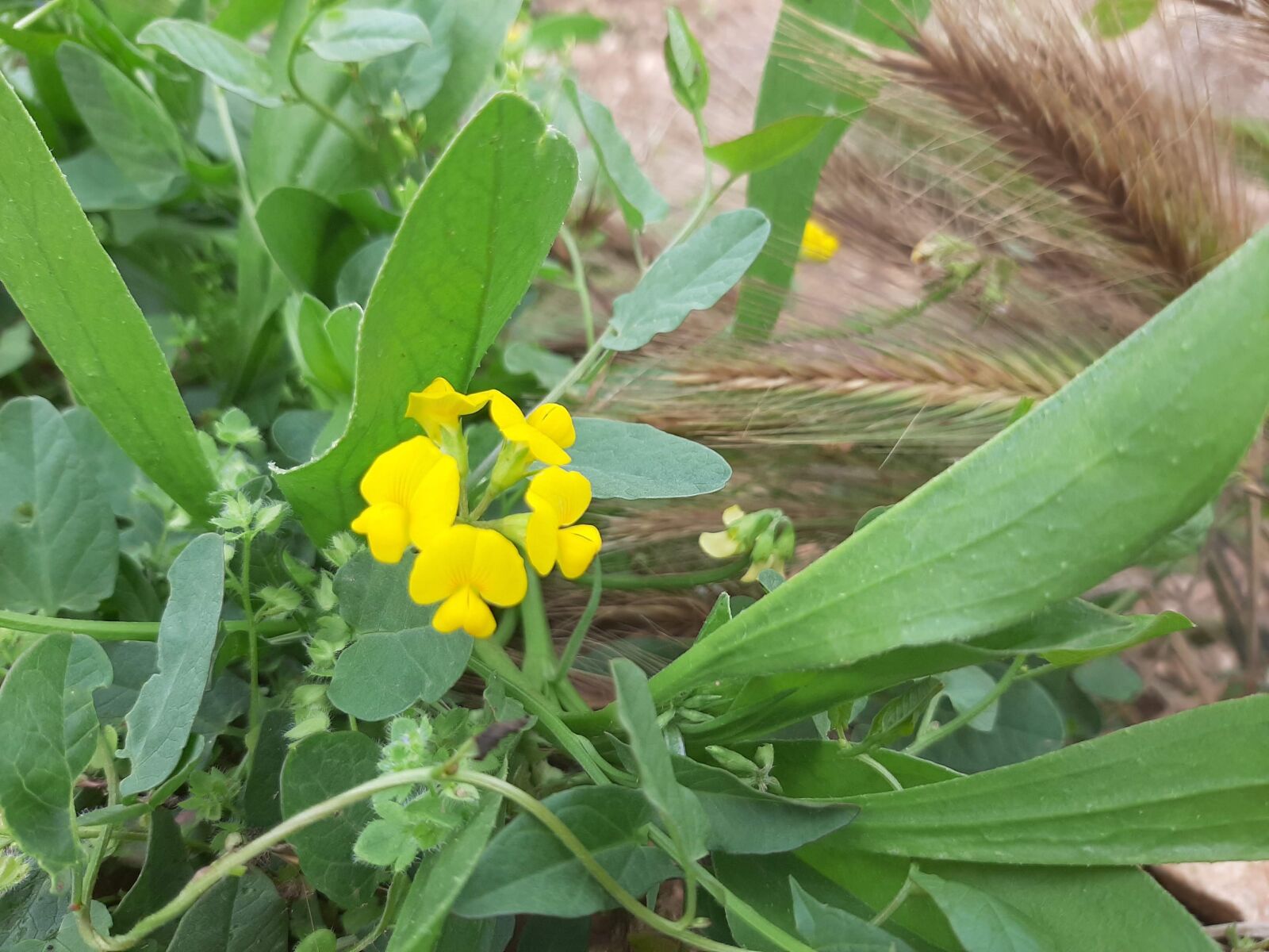 Samsung Galaxy A50 sample photo. Yellow, green, color photography