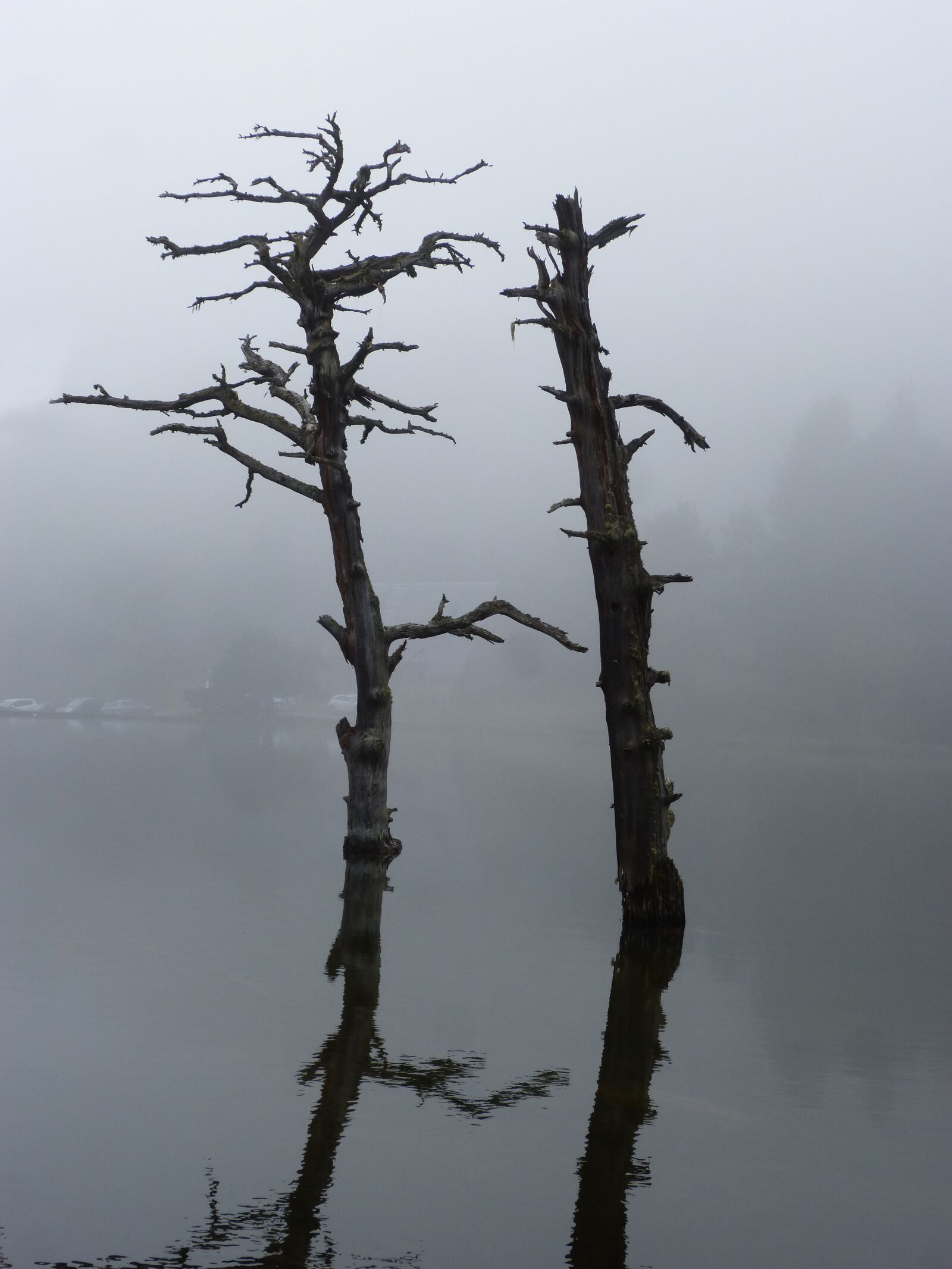 Panasonic DMC-FZ62 sample photo. Dead tree, stump, reflection photography
