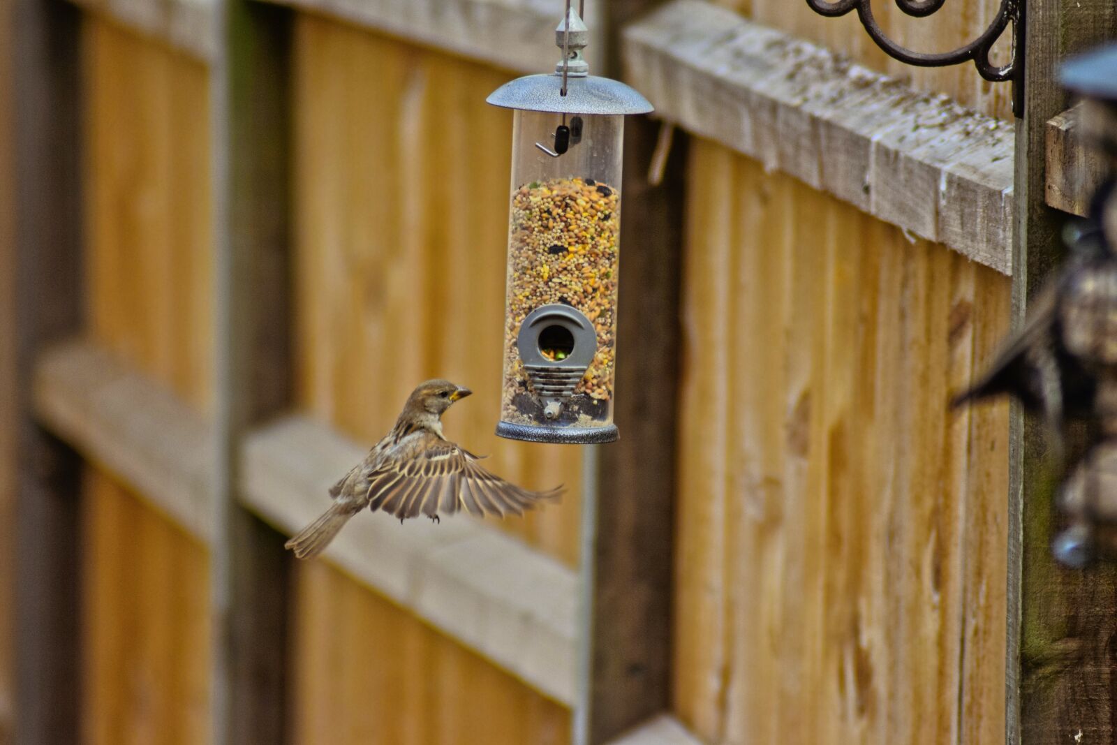 Nikon D3300 sample photo. Bird, sparrow, nature photography