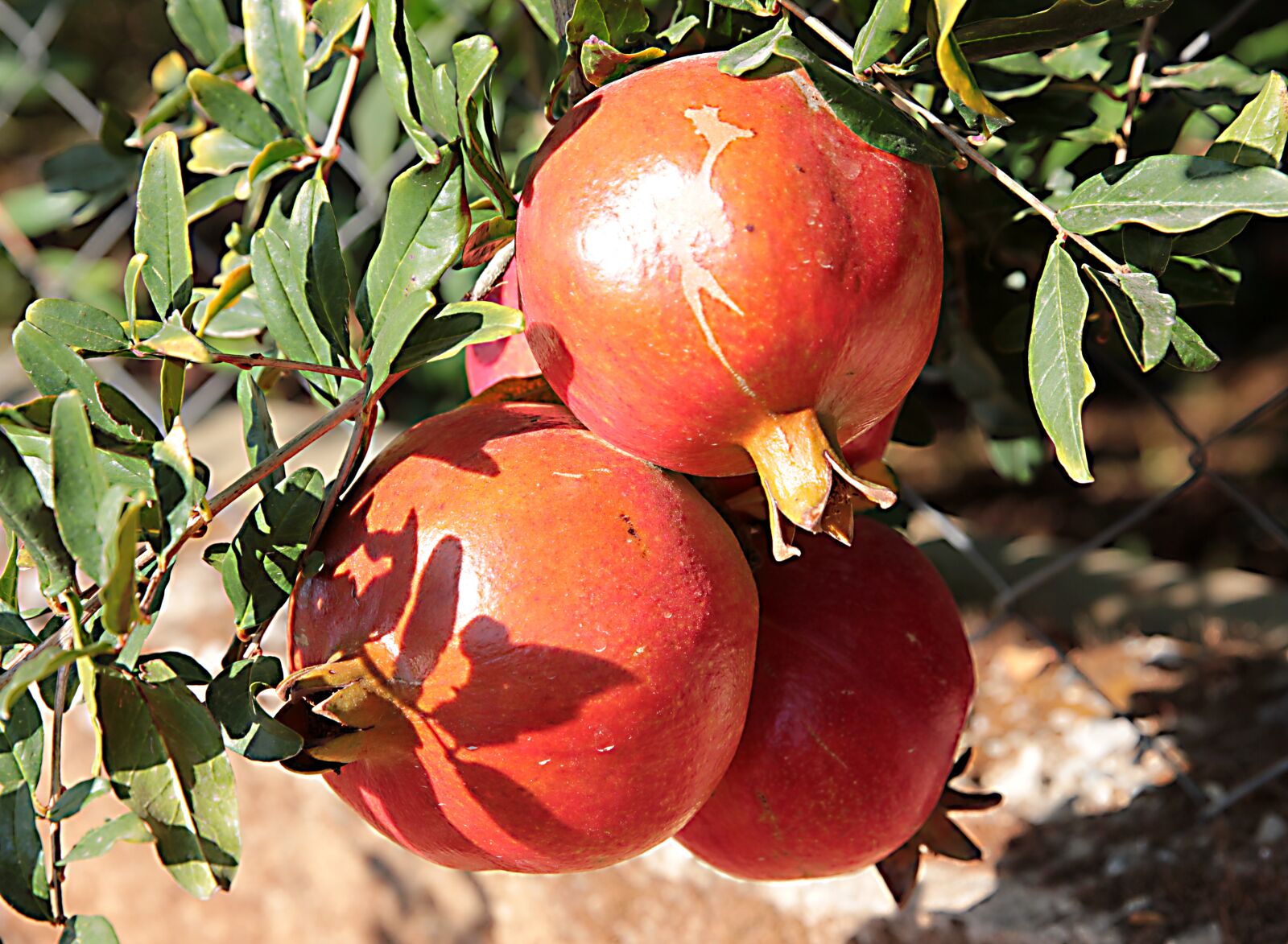 Canon EOS 550D (EOS Rebel T2i / EOS Kiss X4) sample photo. Pomegranate, fruit, sweet photography