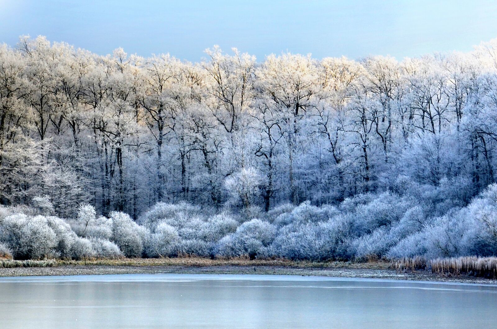 Nikon D5100 sample photo. Frost, winter, cold photography
