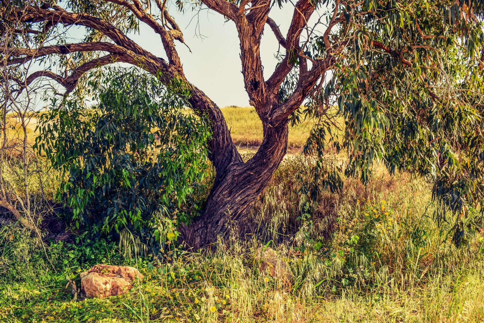 Nikon D3300 sample photo. Tree, trunk, branch photography