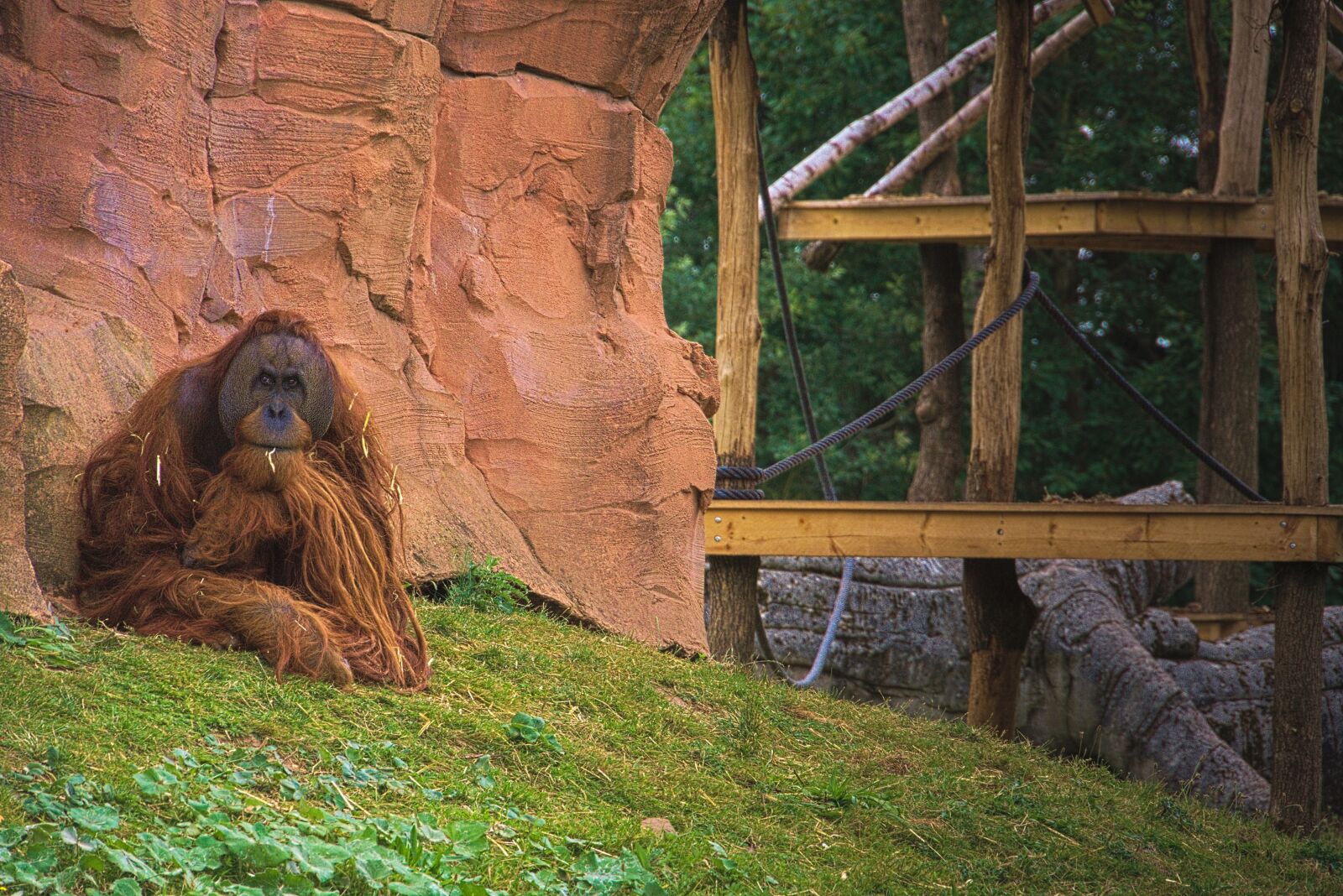 Panasonic Lumix DMC-GH3 sample photo. Monkey, animal, africa photography