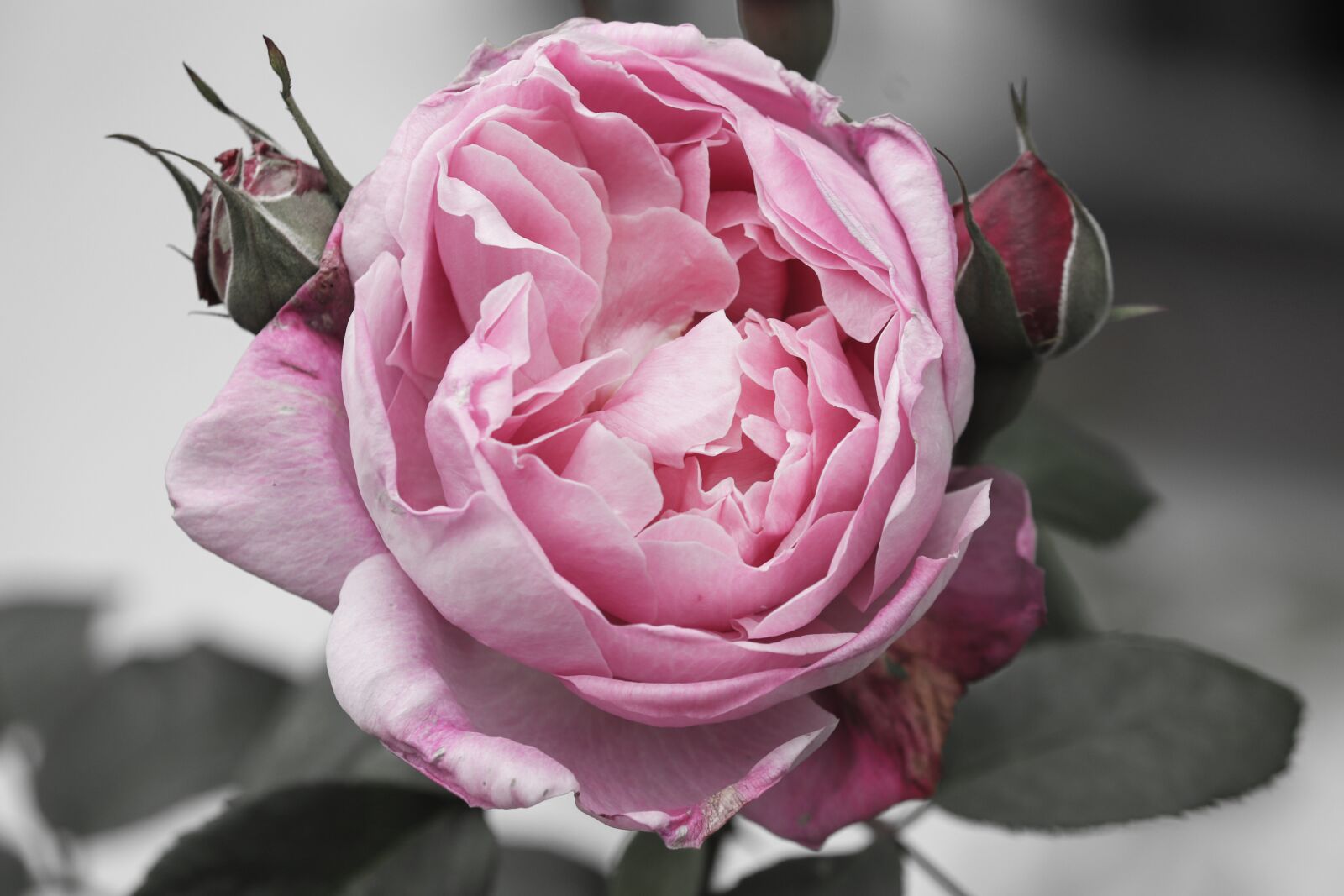 Canon EOS 200D (EOS Rebel SL2 / EOS Kiss X9) sample photo. Rose bloom, rose petals photography